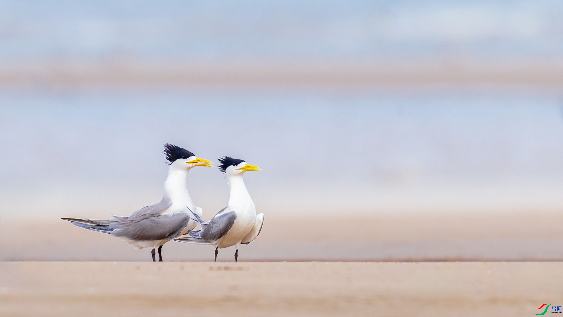 12.7Դ����Ȼ��ʦ��Ʒ �����Ӻ��ϡ���ף���ٻ����������.jpg