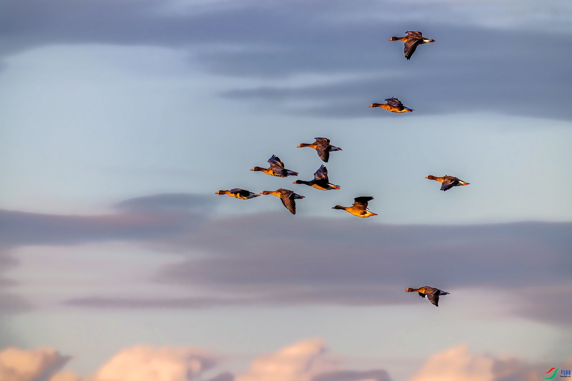 12.9�ƽ�Ҷ��ʦ��Ʒ   ���б�� ��ף���ٻ����Ѿ�����.jpg