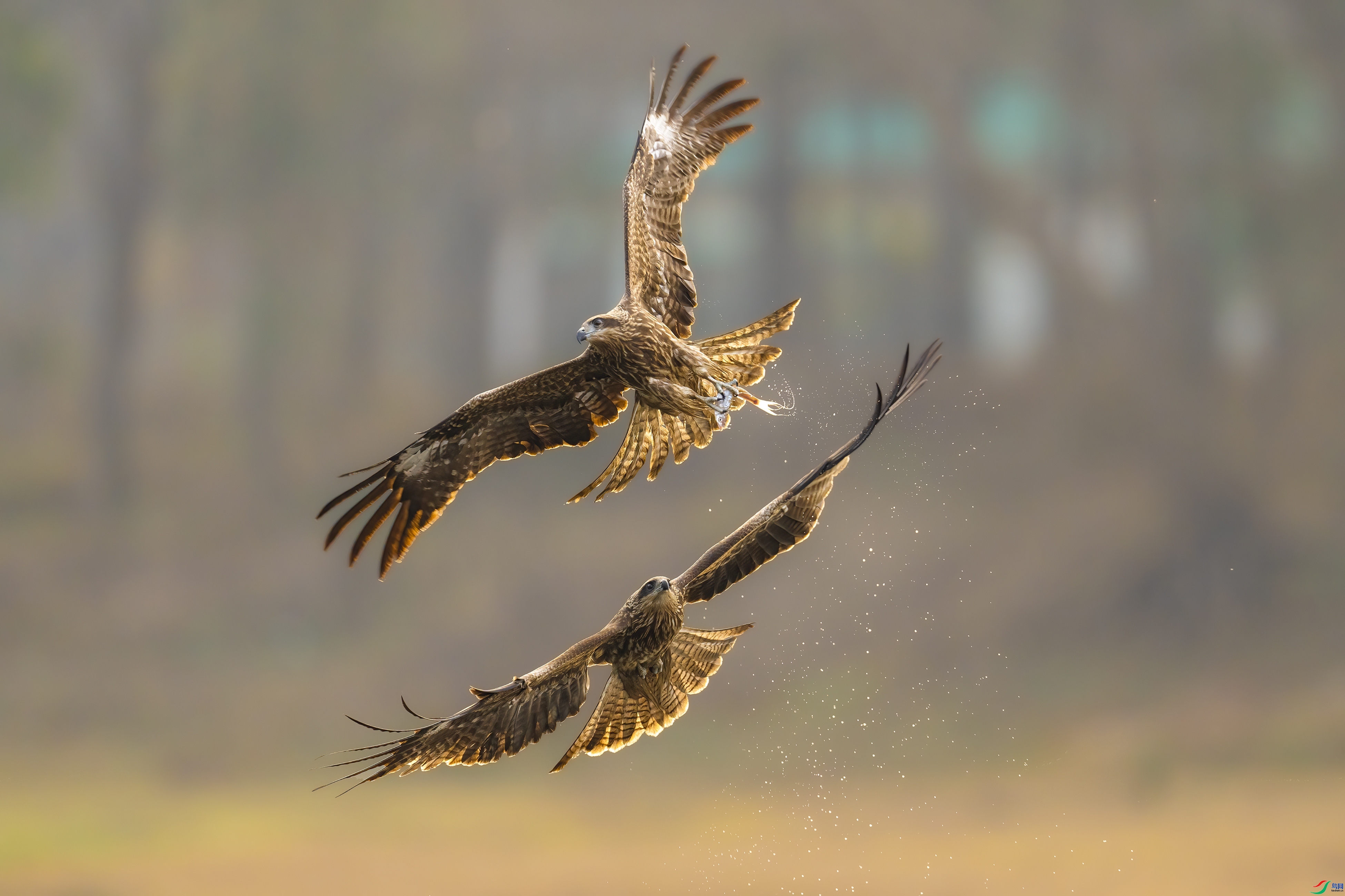 12.10����·��ʦ��Ʒ   ���� ��ף���ٻ����������.jpg