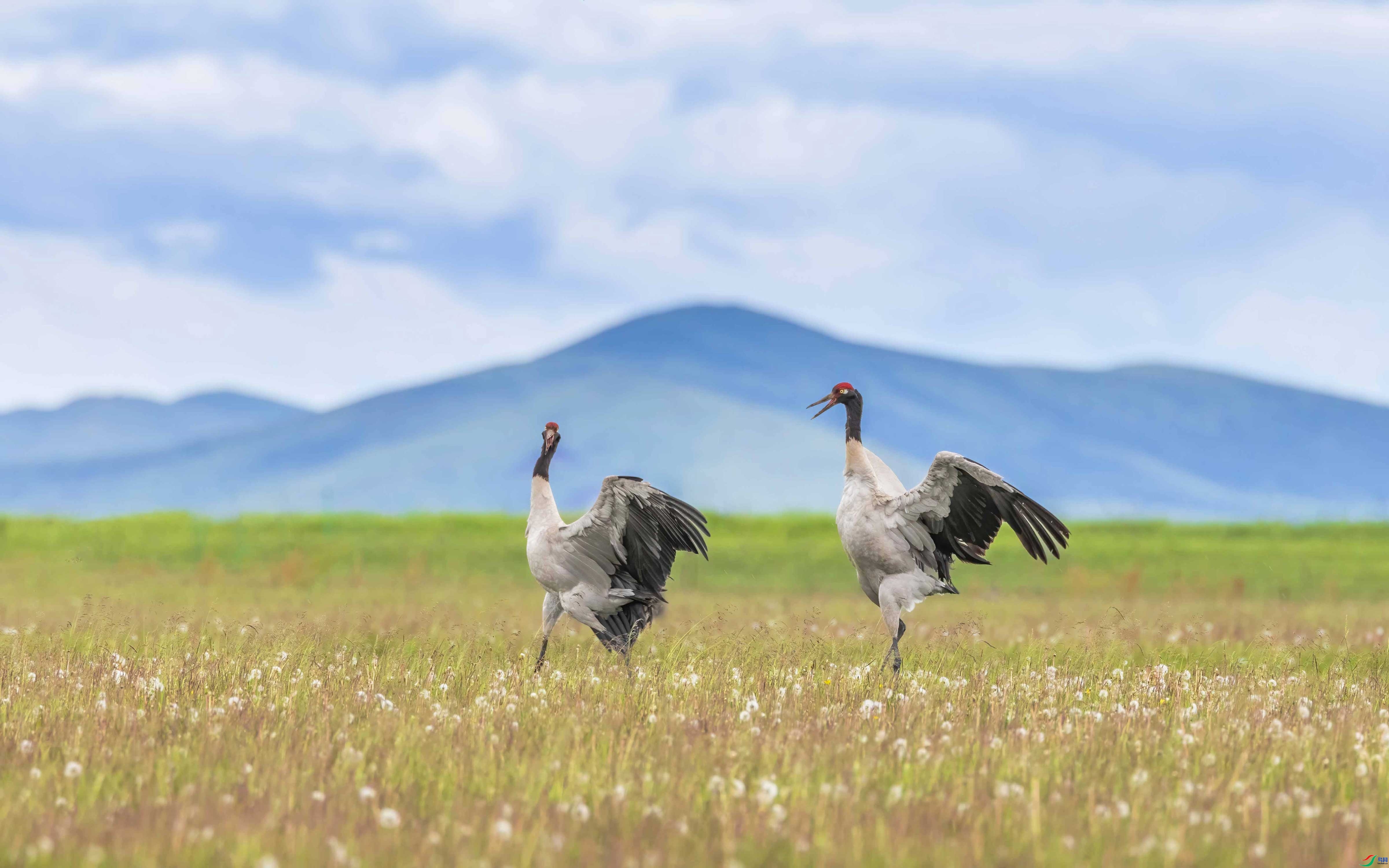 12.12�ɶ��Ͻ���ʦ��Ʒ   ��֮�� ��ף���ٻ����������.jpg