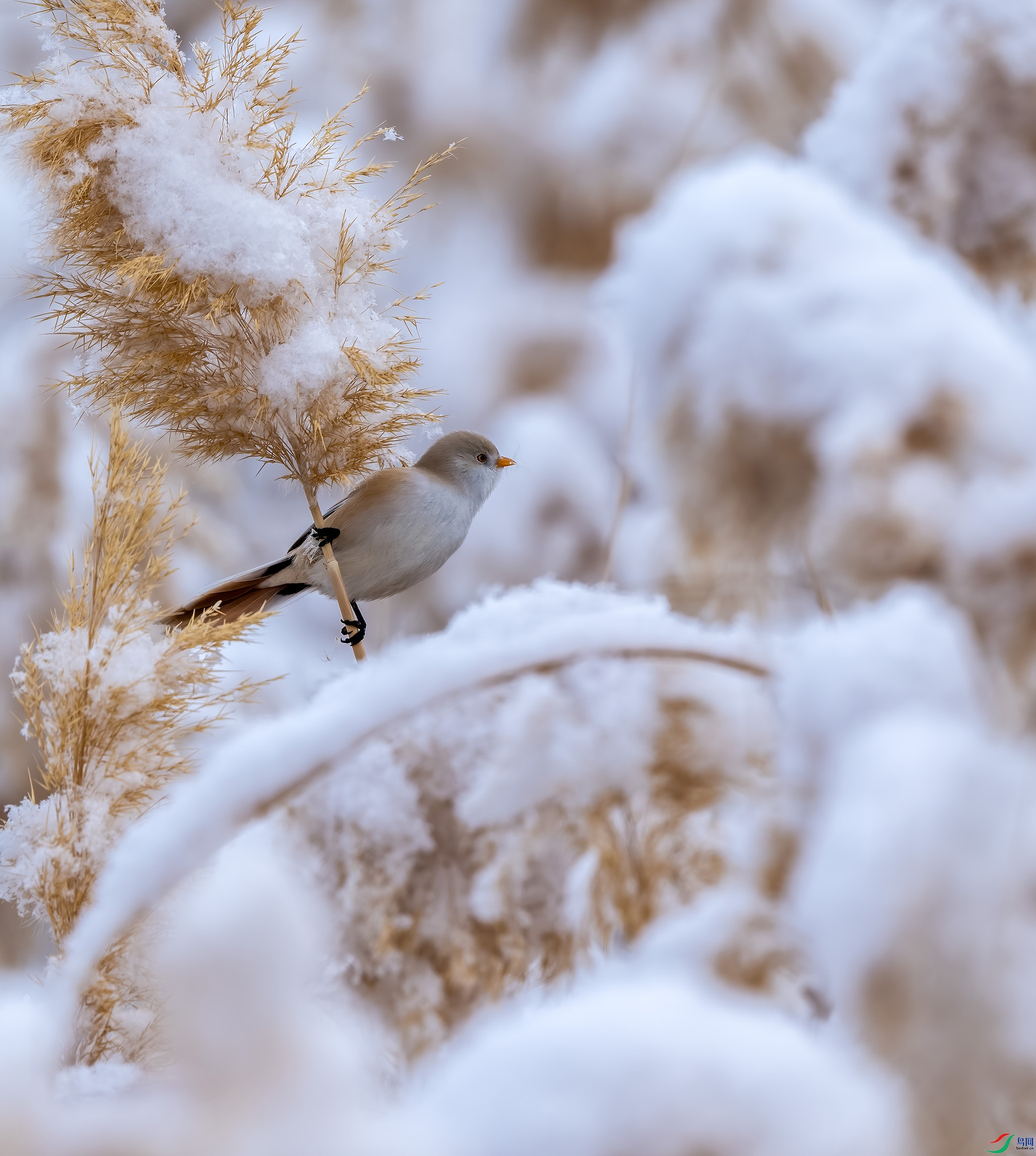 DSC_5309-.jpg