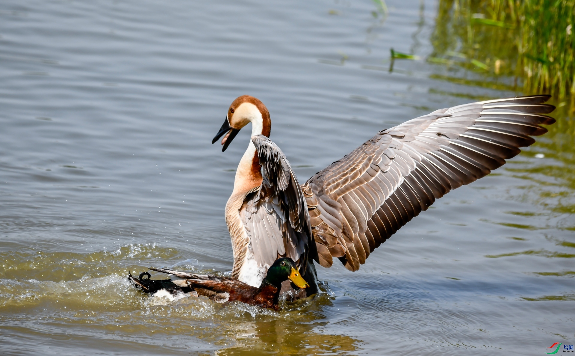 ײ�����ˣ�