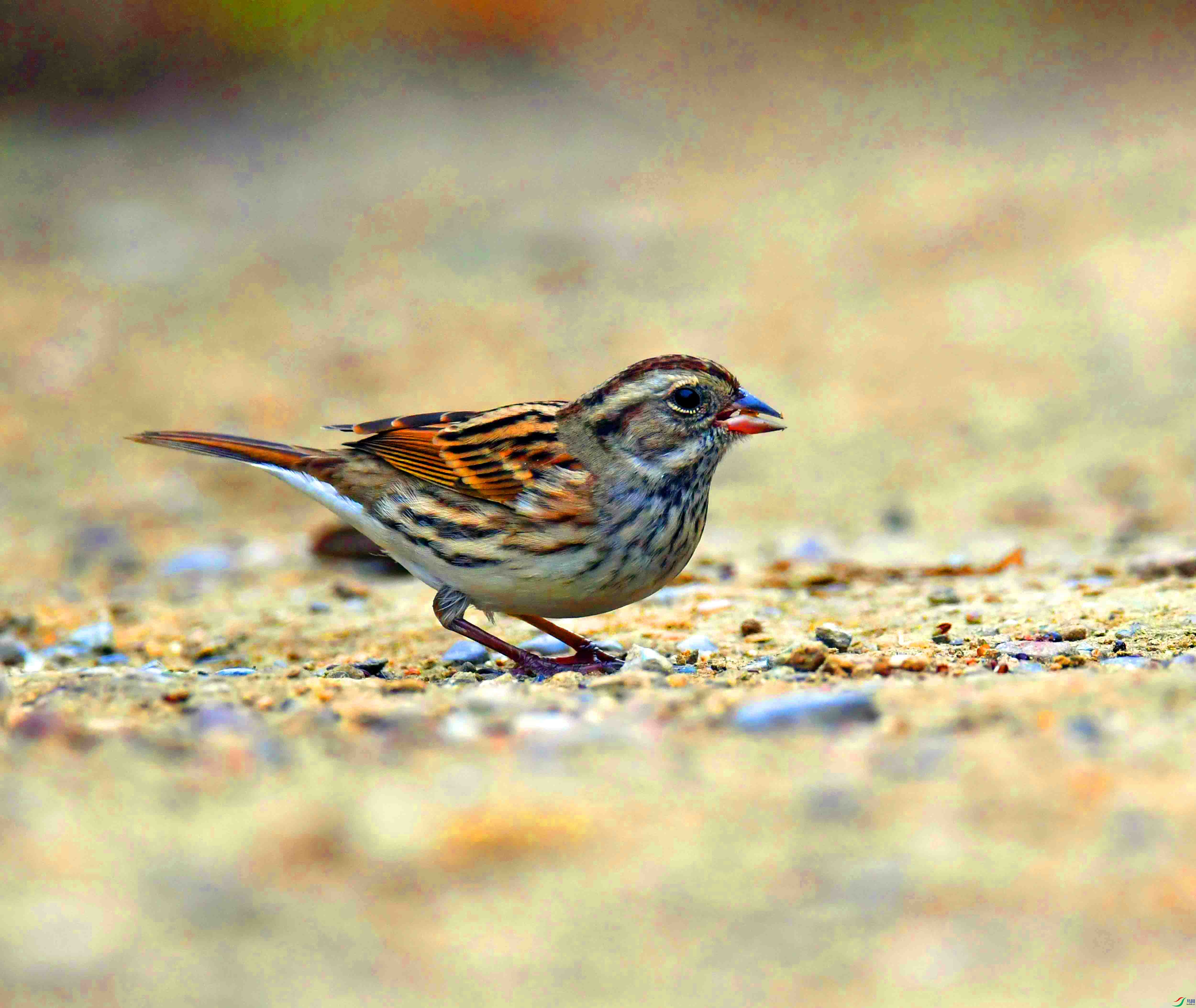 DSC_0688.JPG