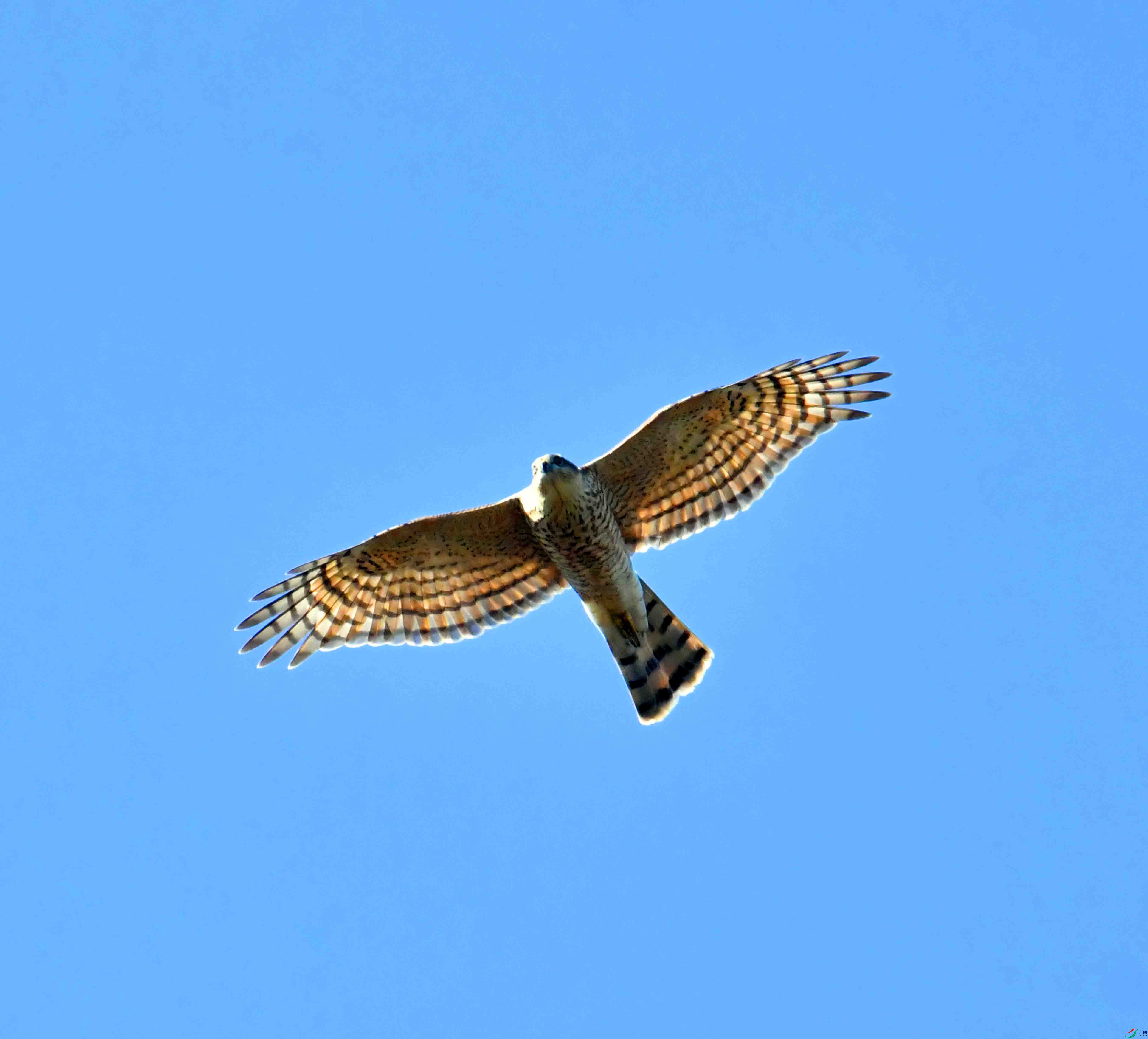 DSC_2625.JPG