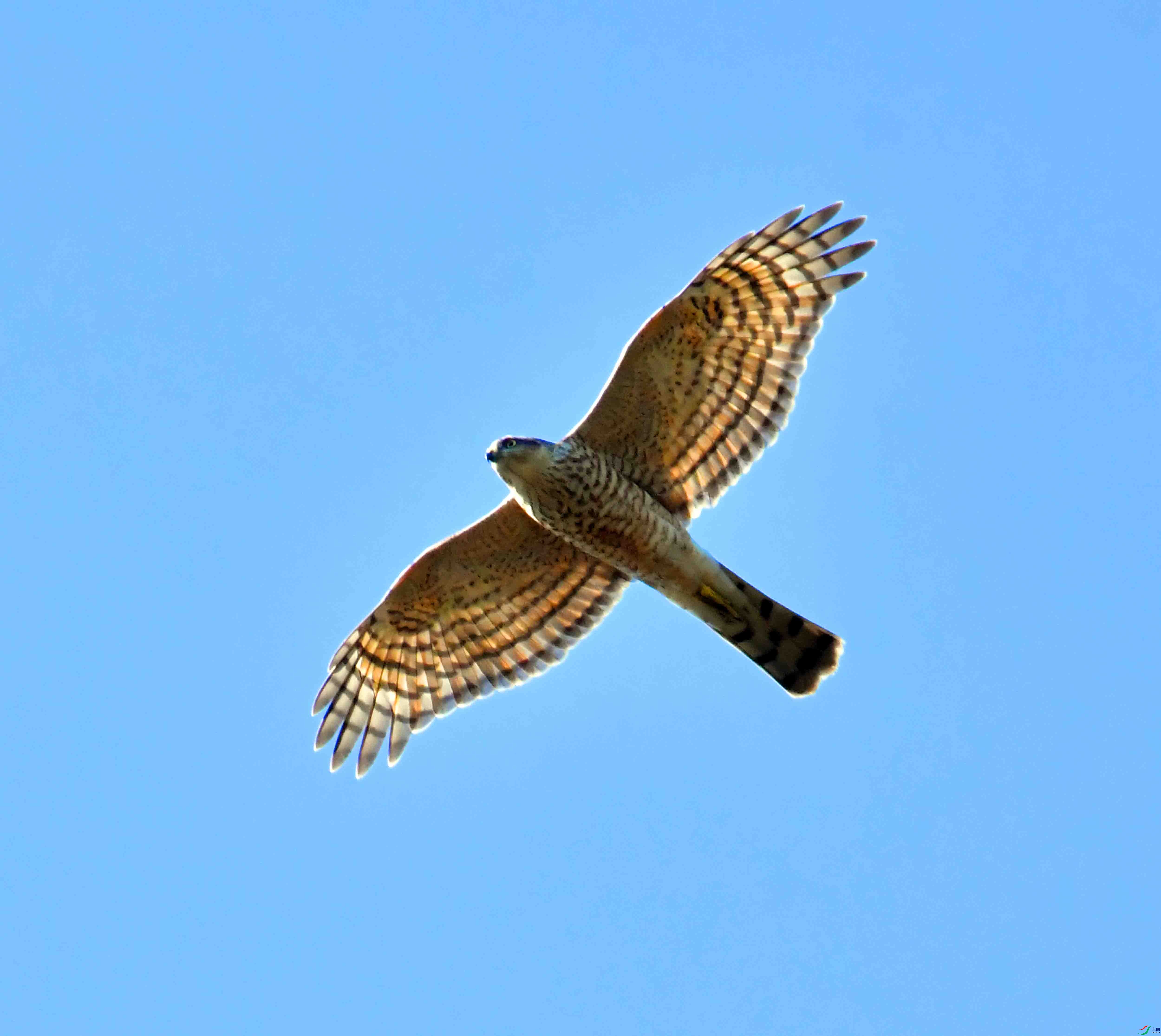 DSC_2630.JPG