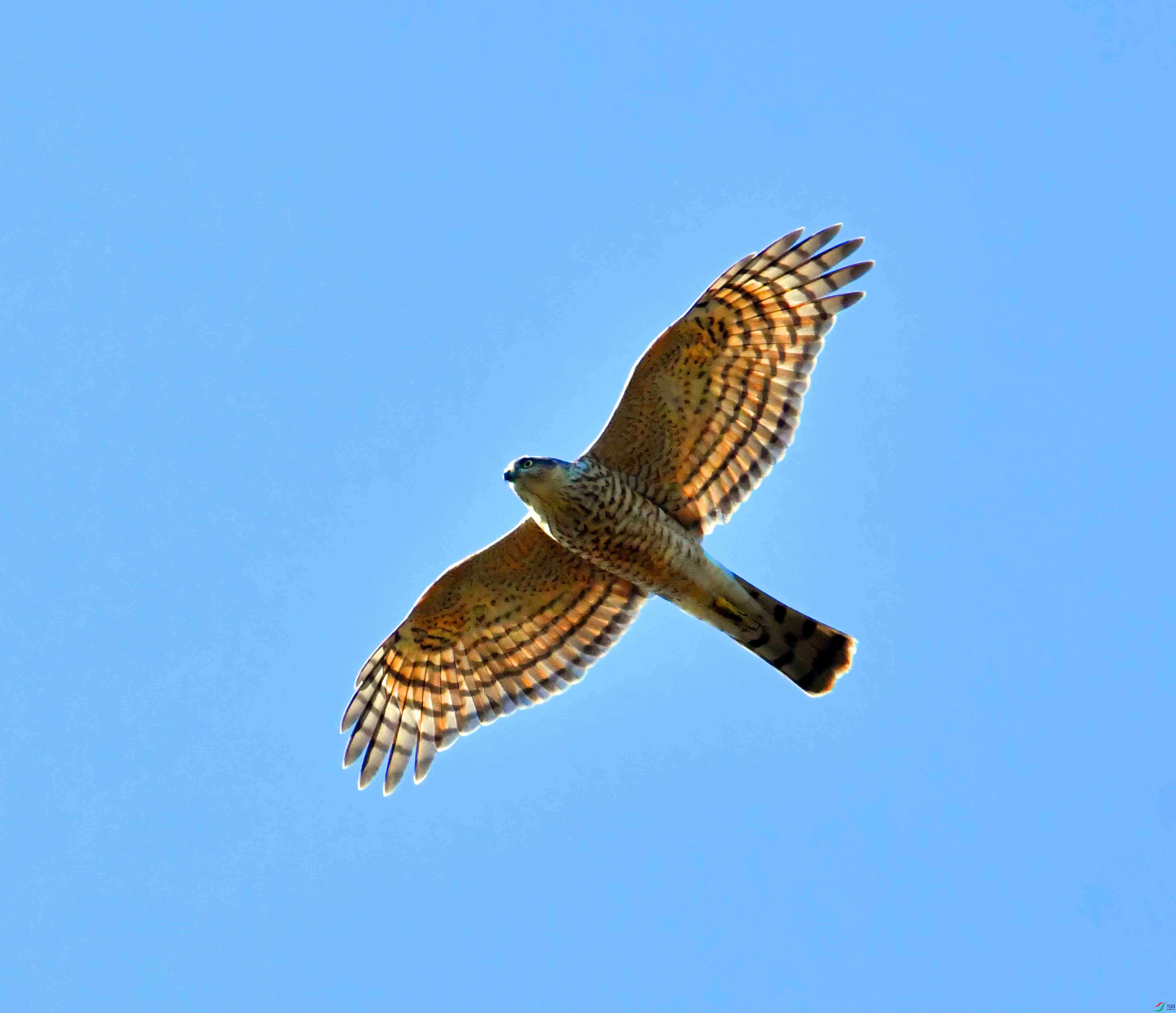 DSC_2631.JPG
