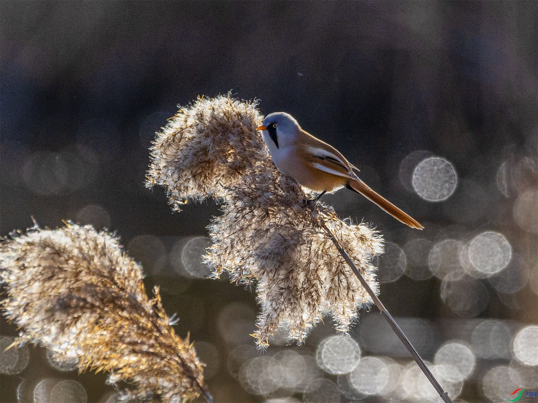 1K3A4349 ����1.jpg