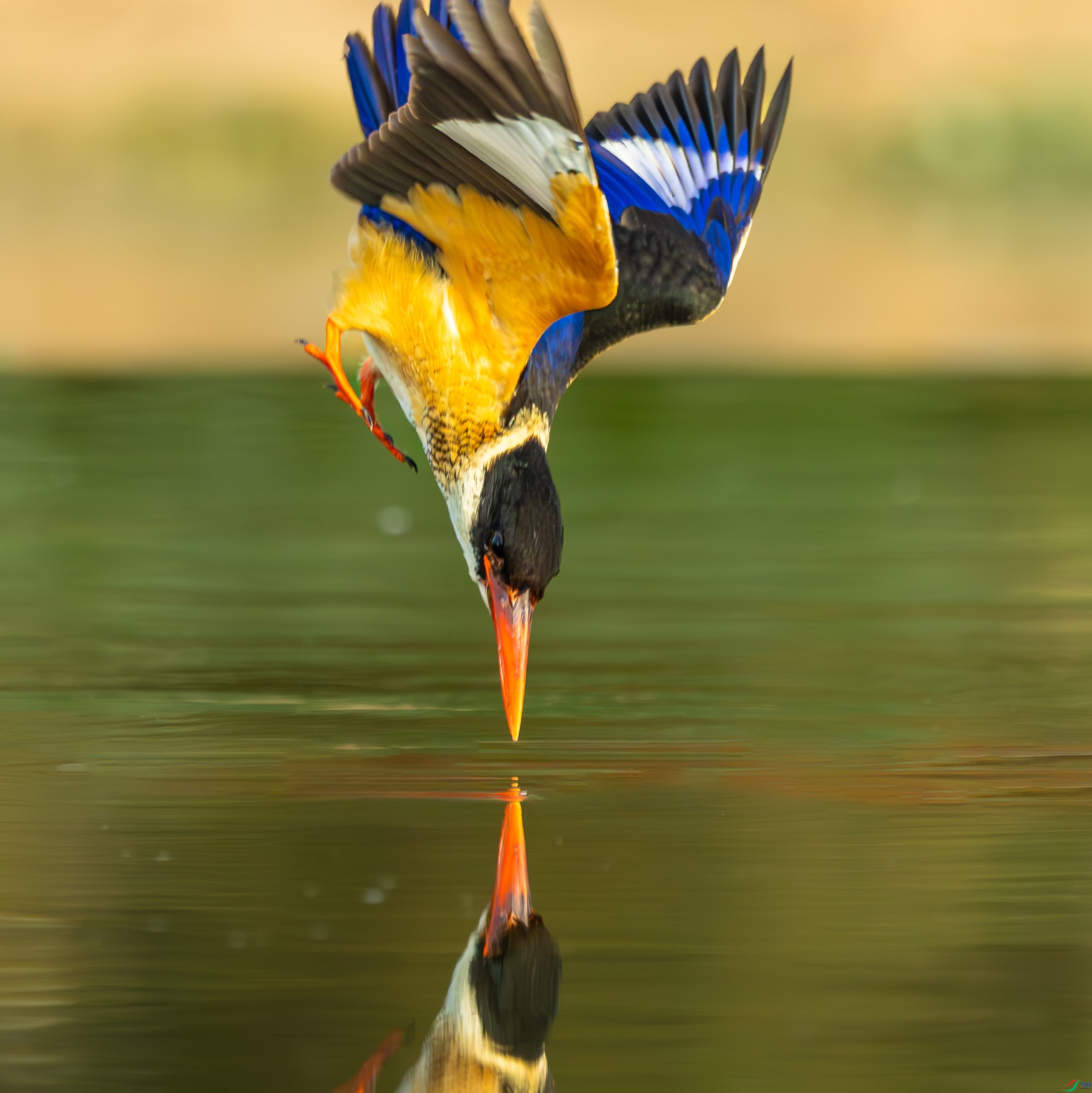 0V9A0095-����ǿ-NR(1).jpg