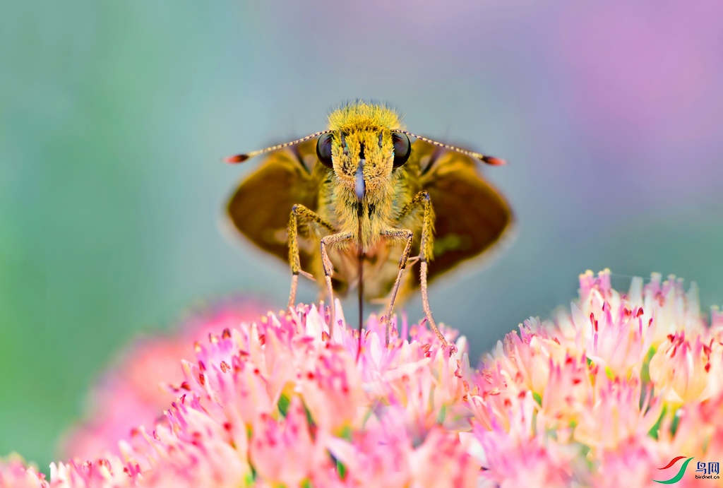 DSC_5019 ����..jpg