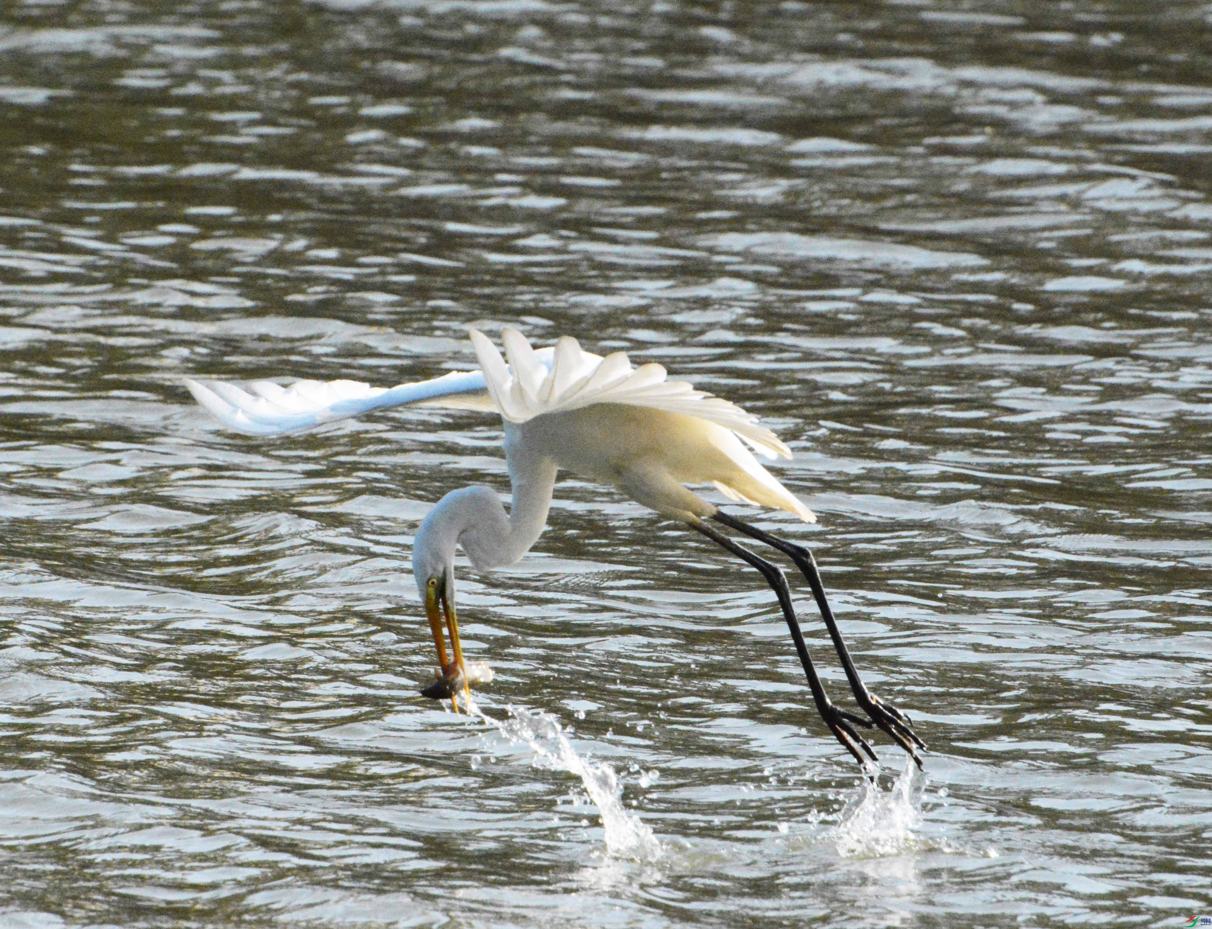 DSC_6021a.jpg