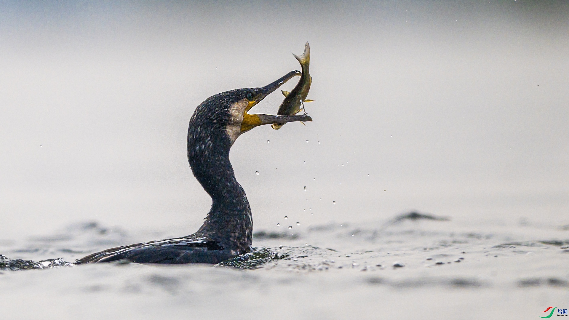 1_XXL3762 ����.jpeg