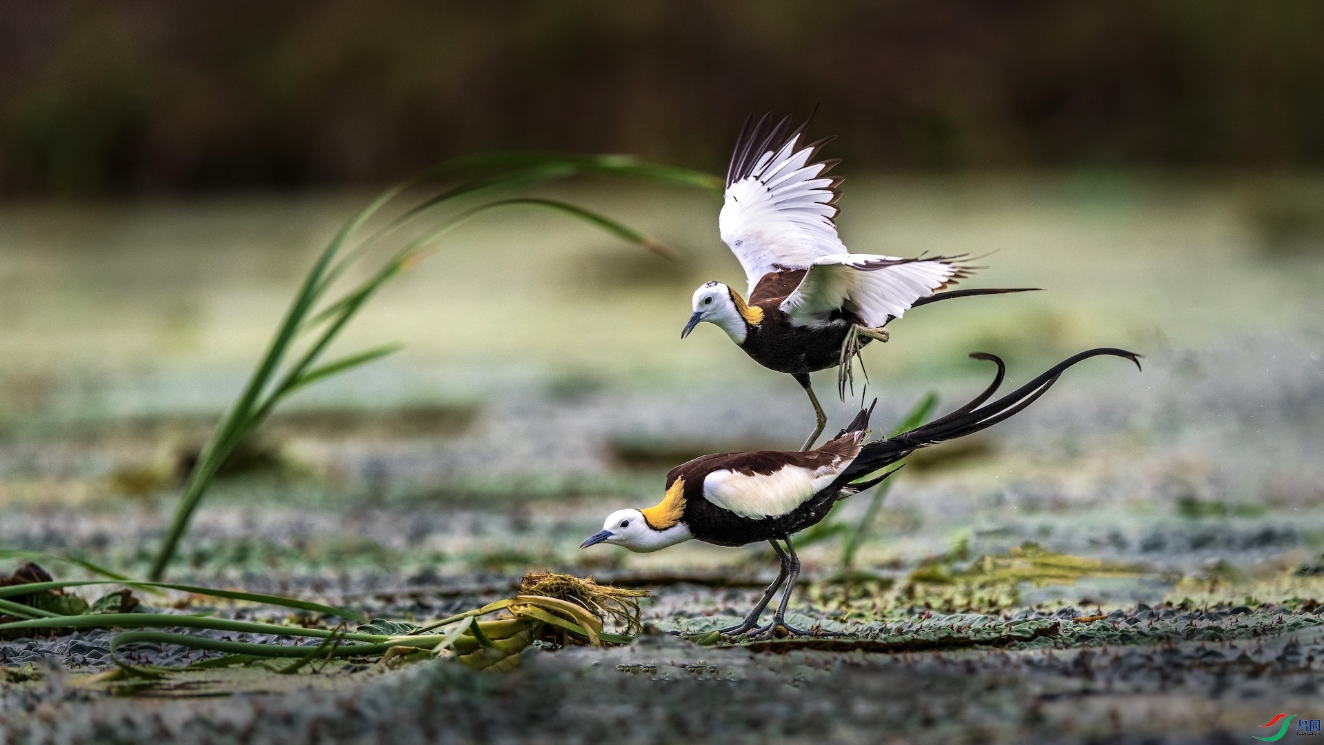 1_XXL6062 ����.jpeg