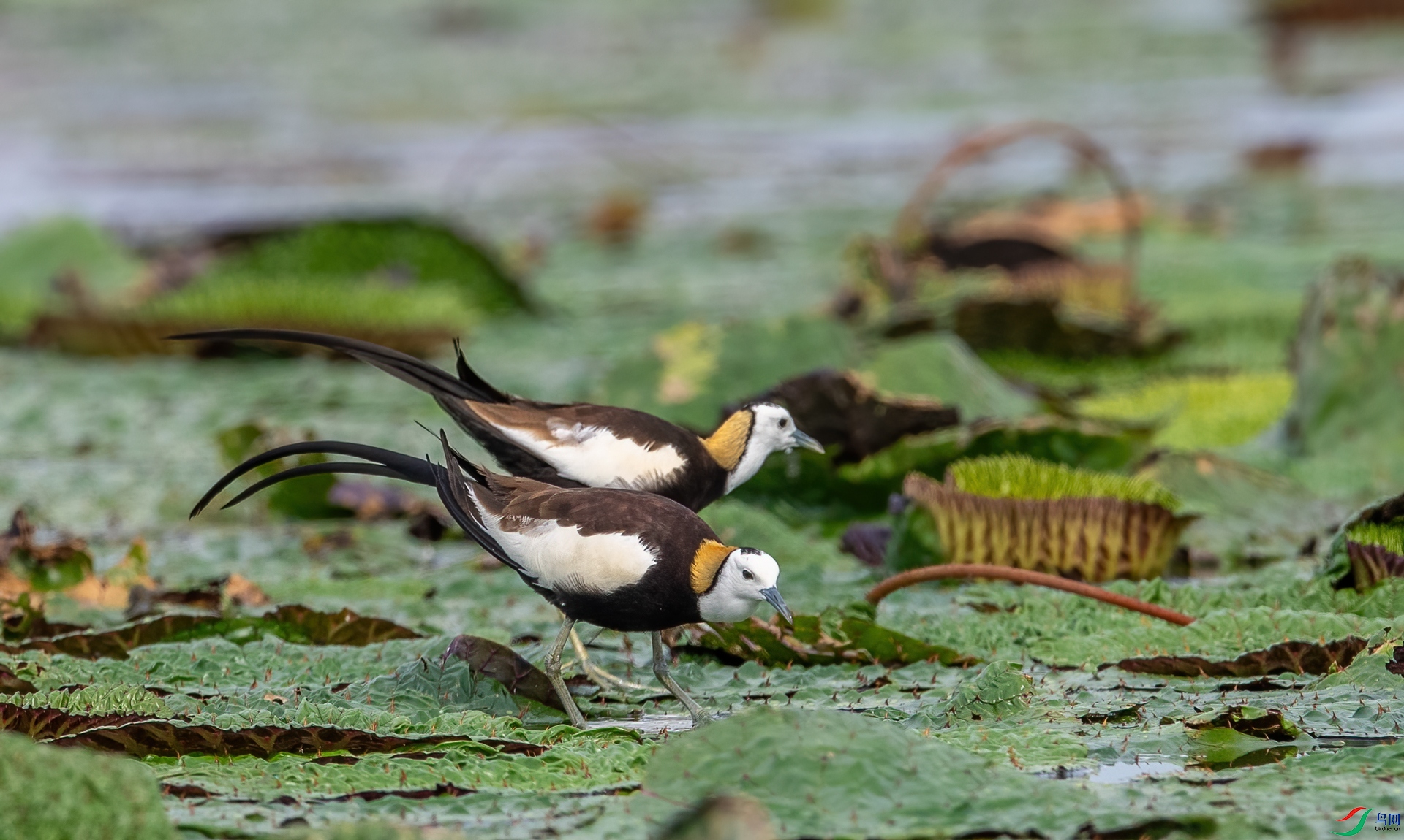 DSC_1231-1.jpg