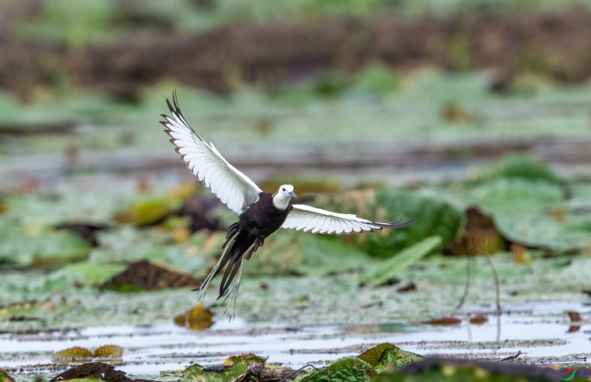 DSC_1173-1.jpg