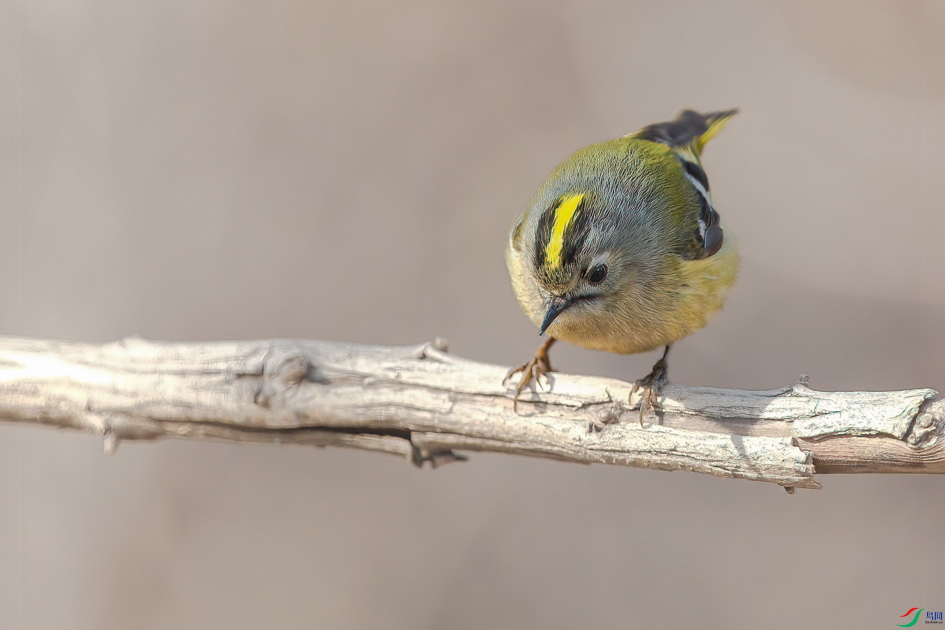 AQ4P0495-1.jpg