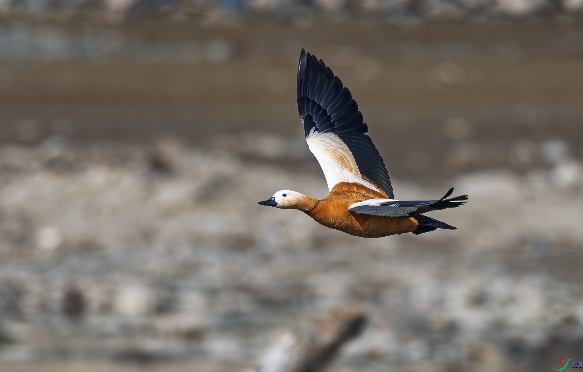 DSC_0973.jpg