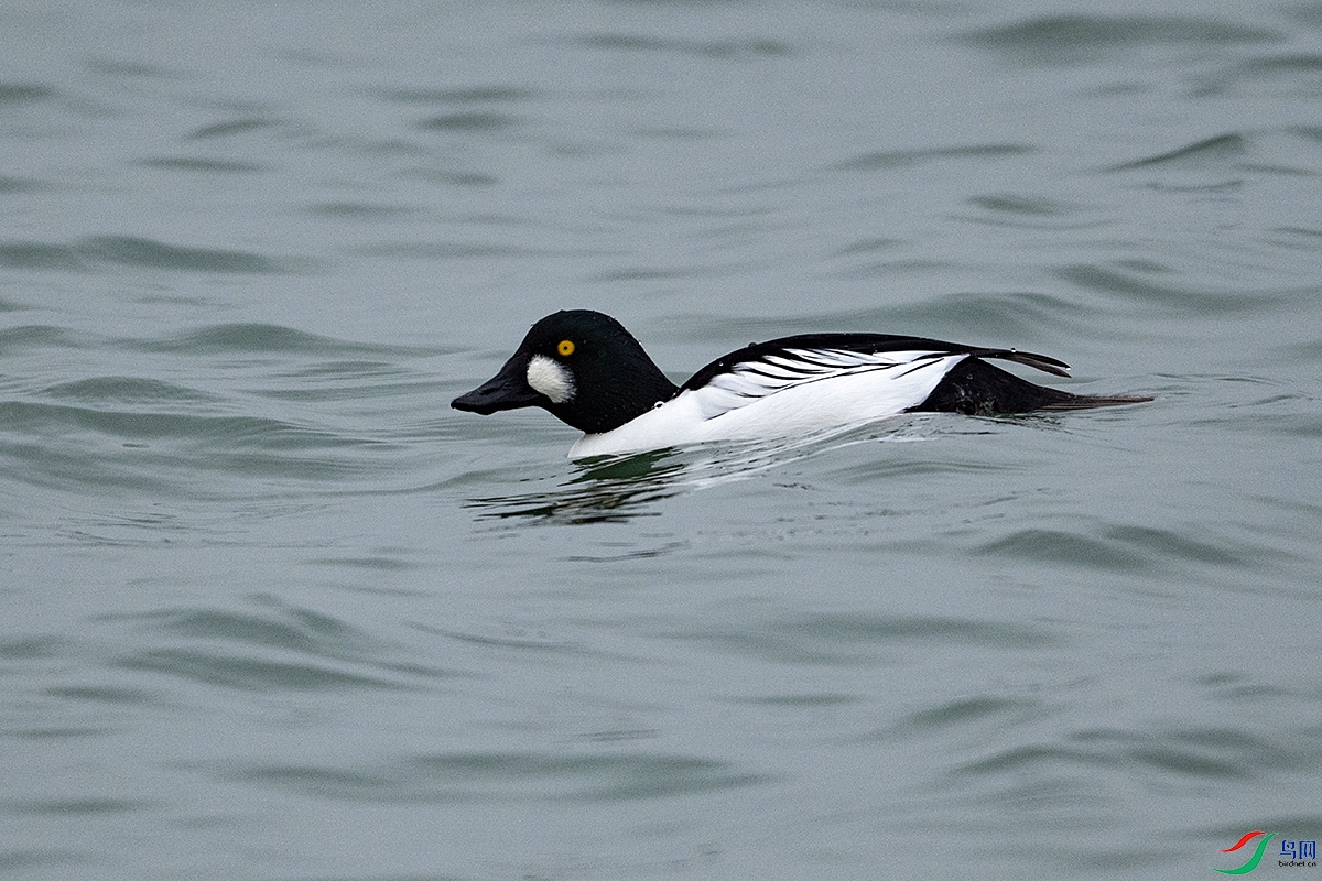 DSC_5342-.jpg