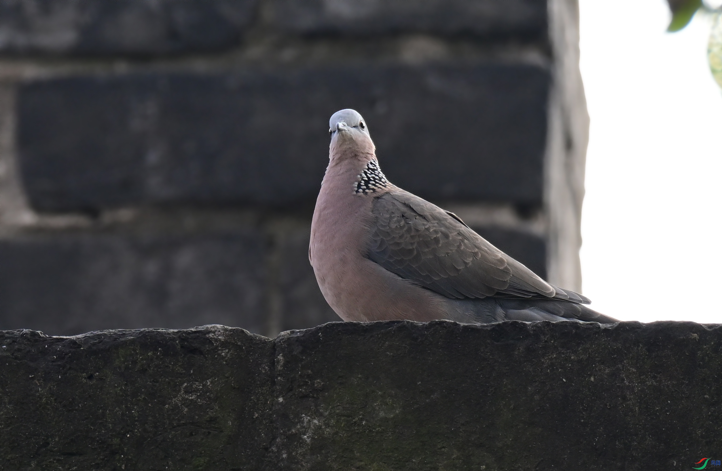 DSC_1813a.jpg