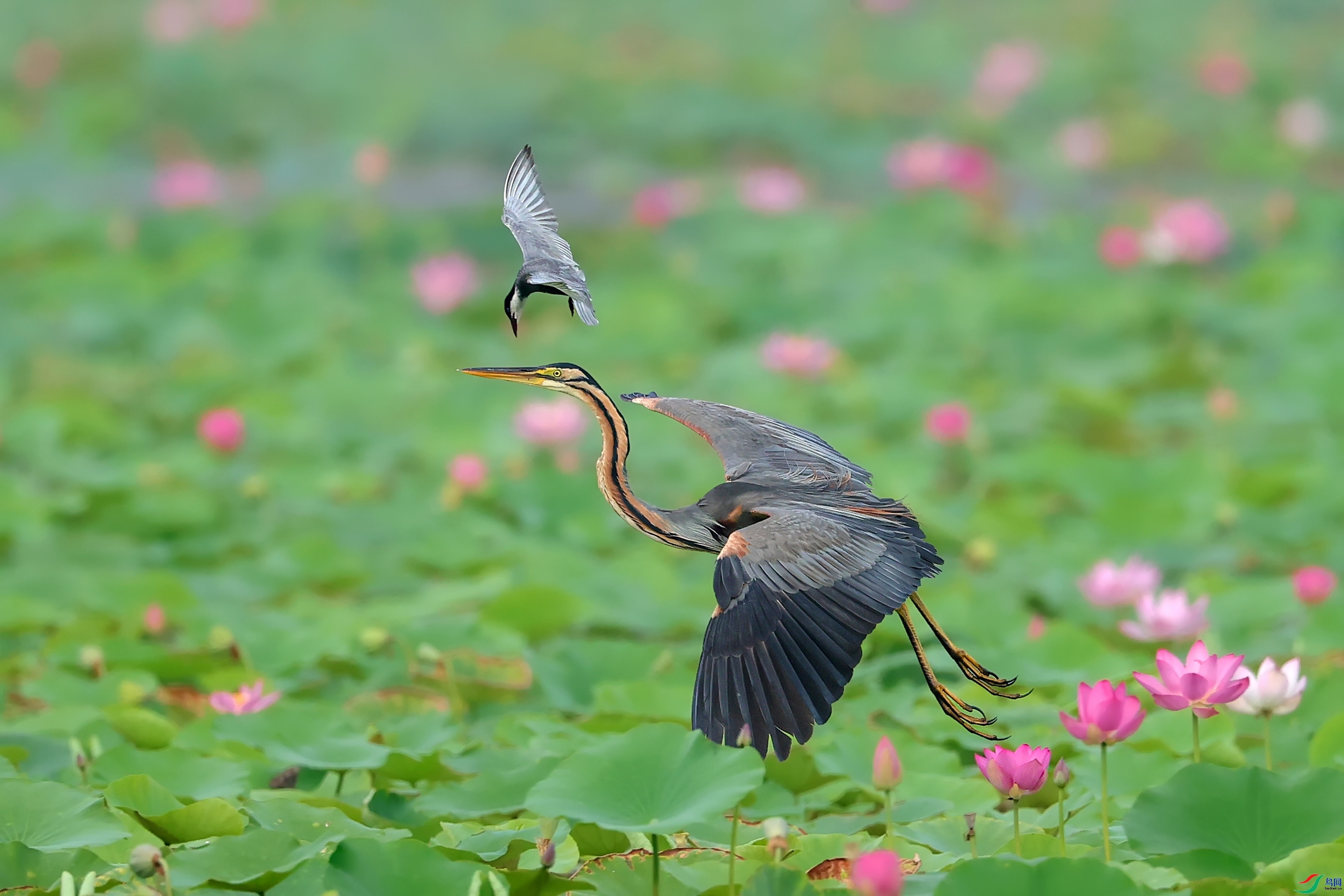 ÿ��һͼ ������������  ����.jpg