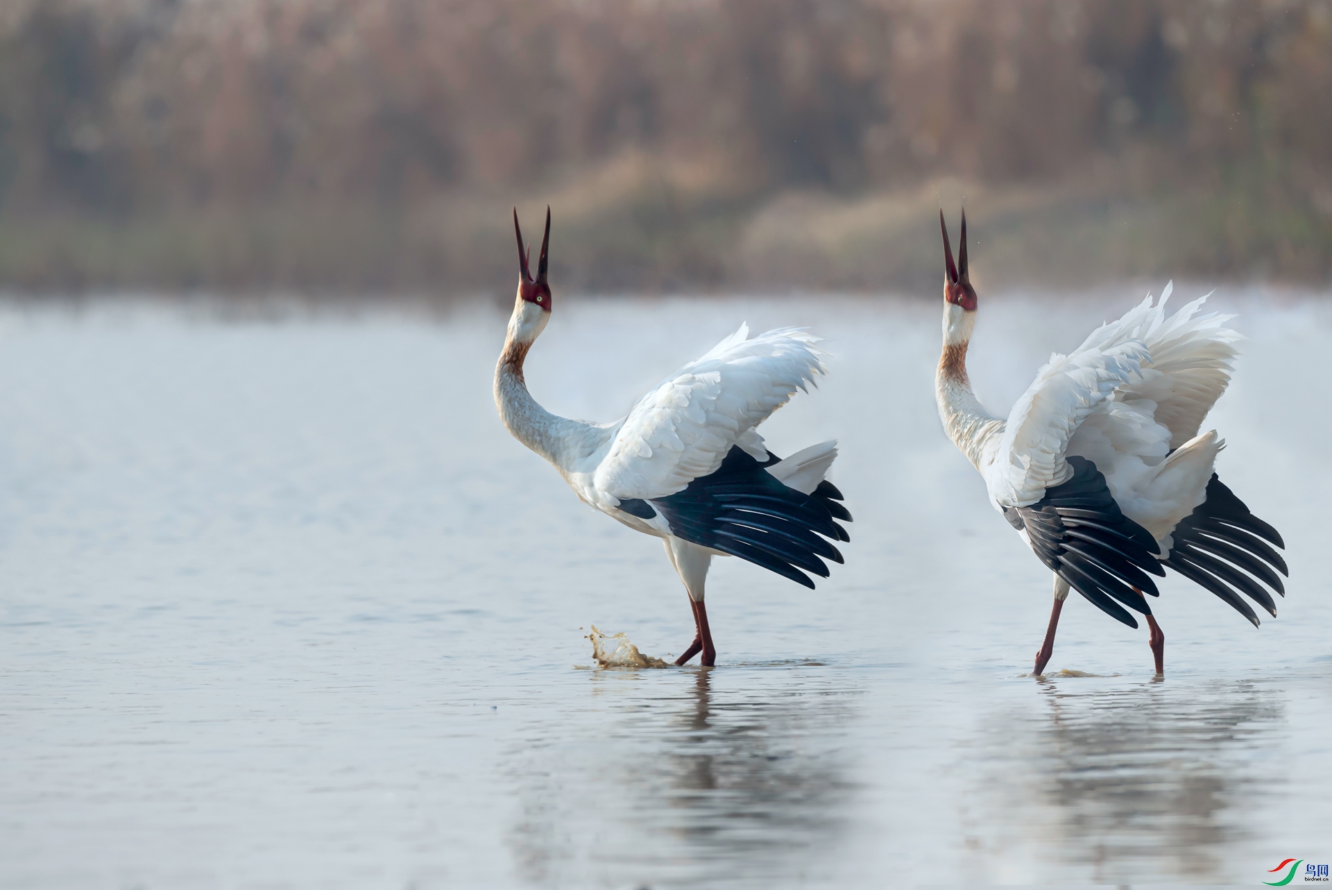 B86I1356_����.jpg
