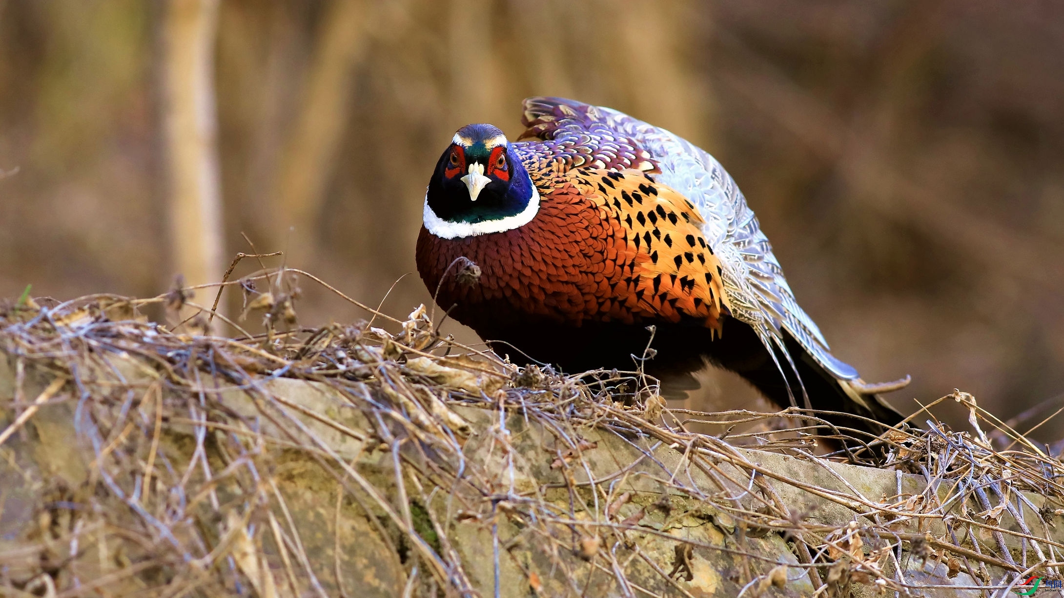 ר���Ĵ󹫼�֮2���ӳ��