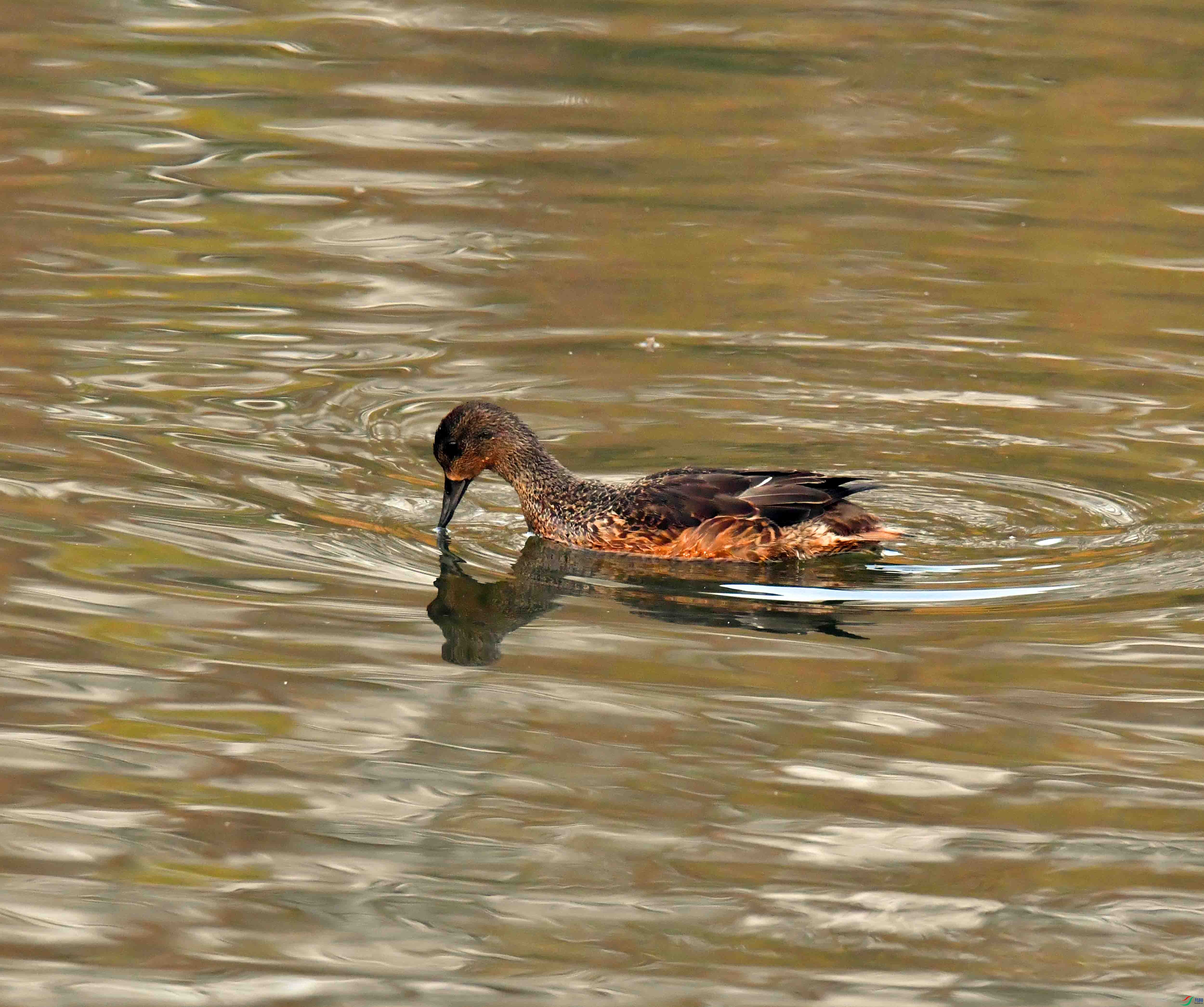 DSC_3729.JPG