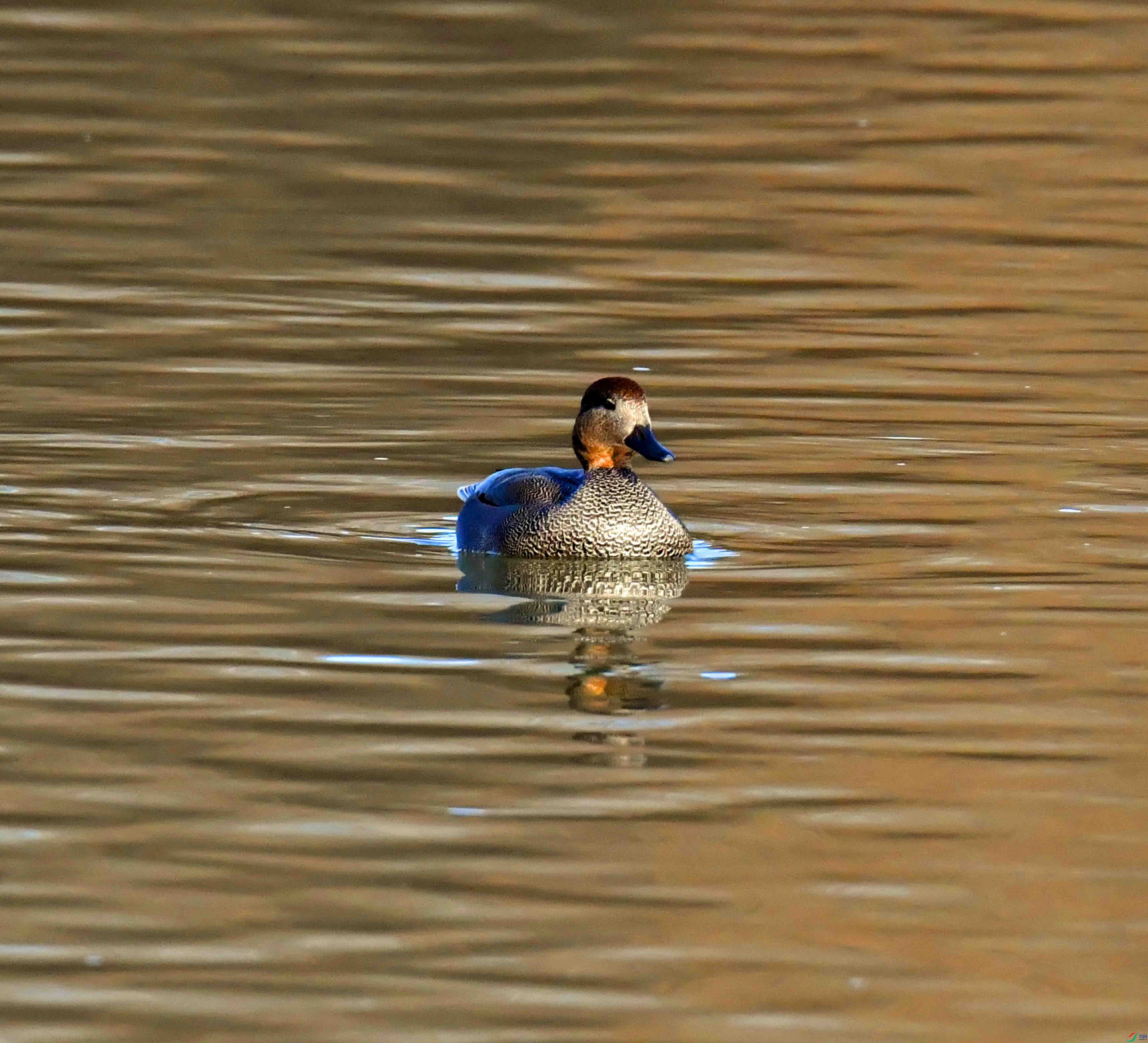 DSC_7438.JPG