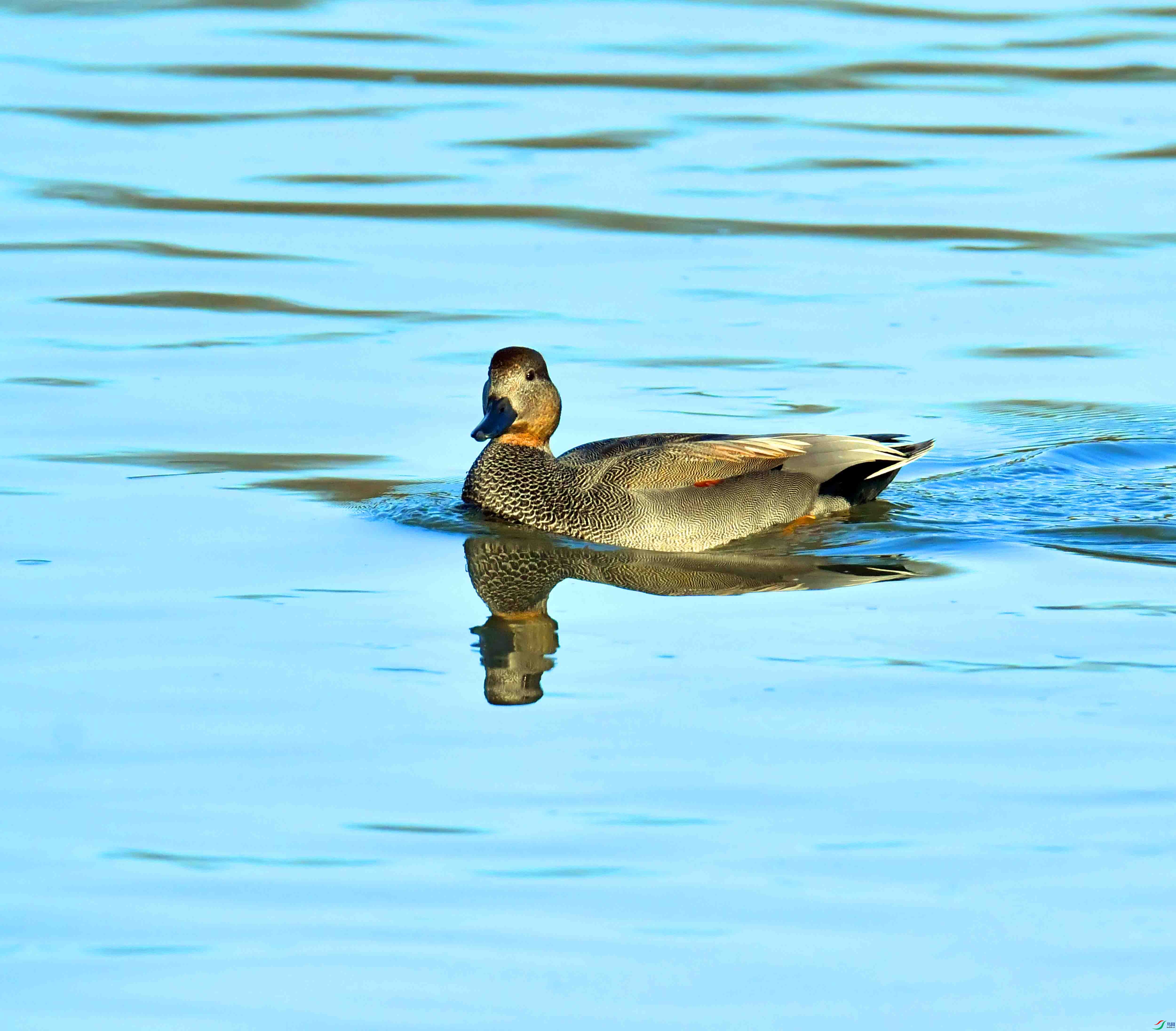 DSC_7447.JPG