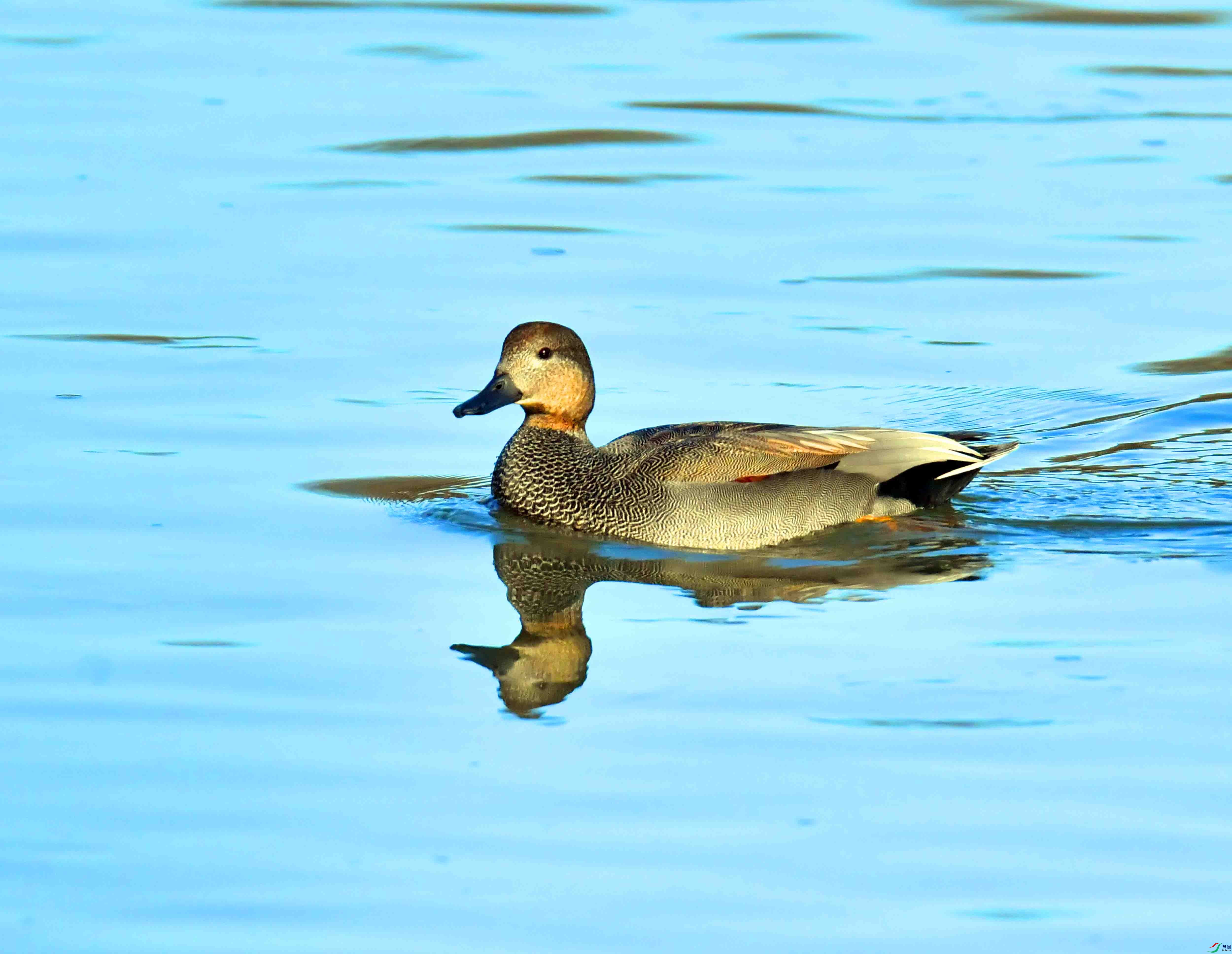 DSC_7450.JPG