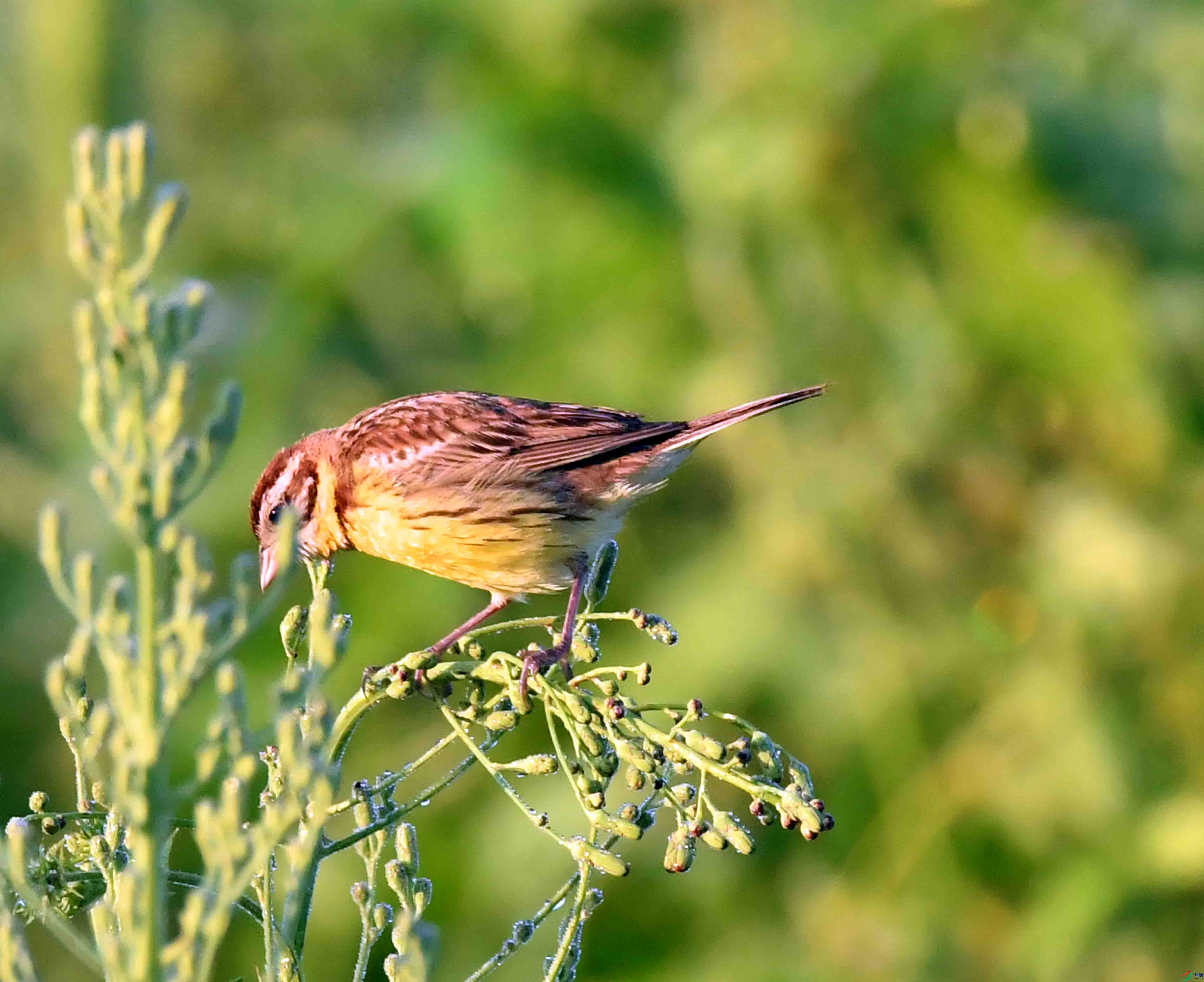 DSC_8299.JPG