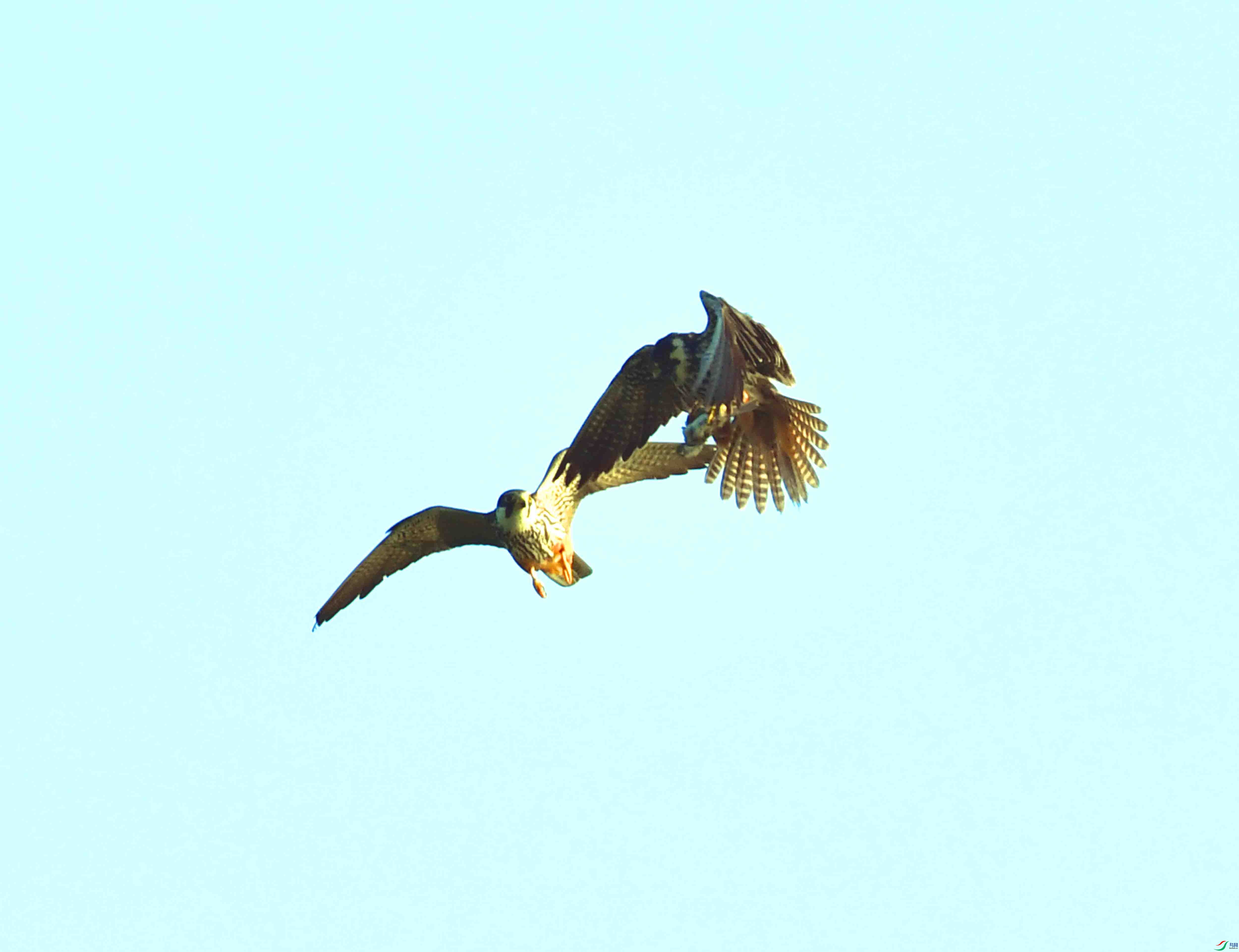DSC_0225.JPG
