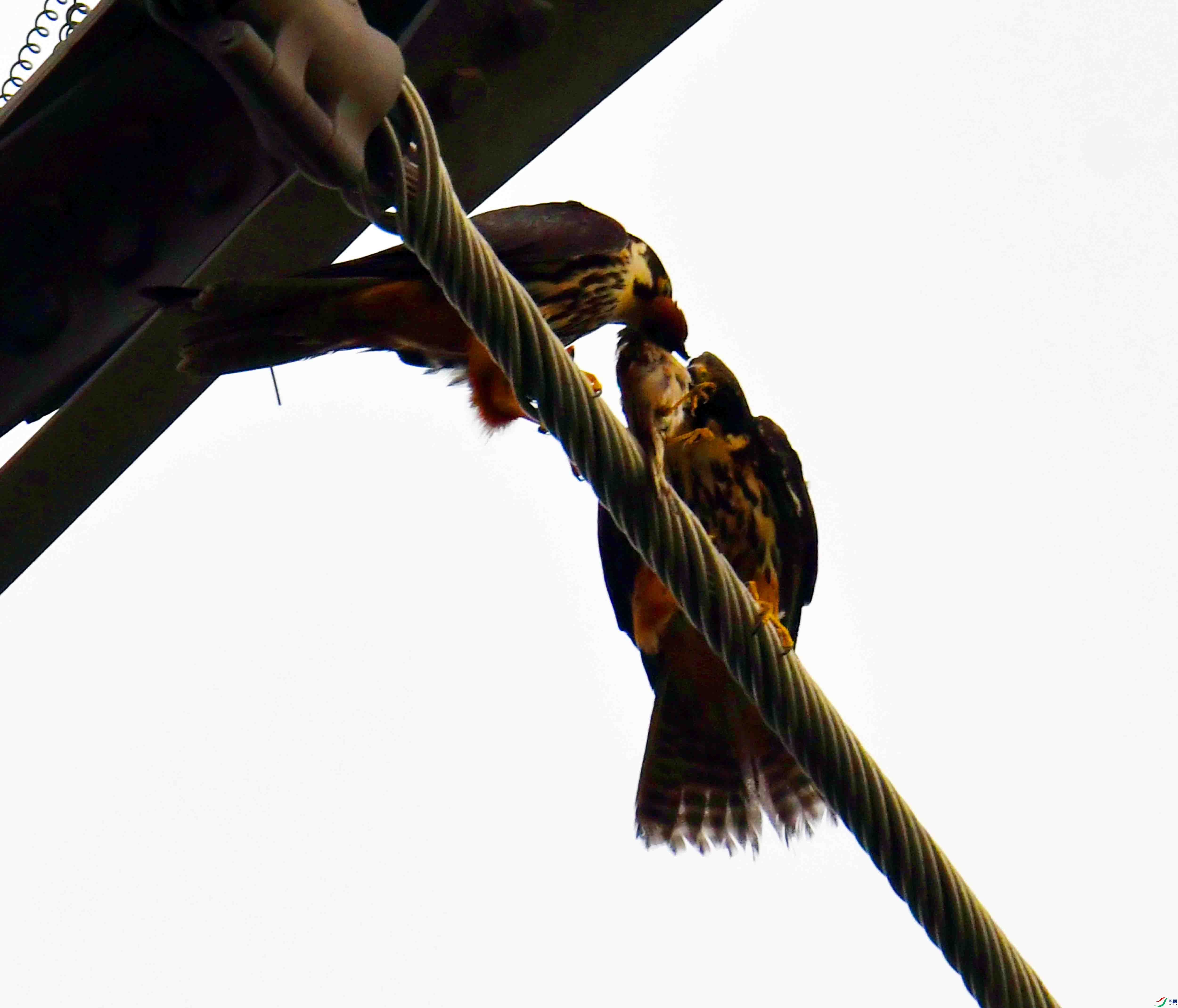 DSC_2459.JPG
