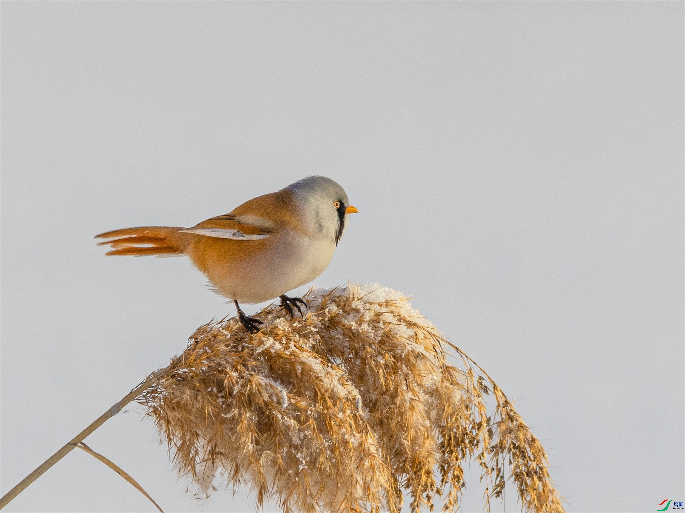 1K3A6198 ����1.jpg