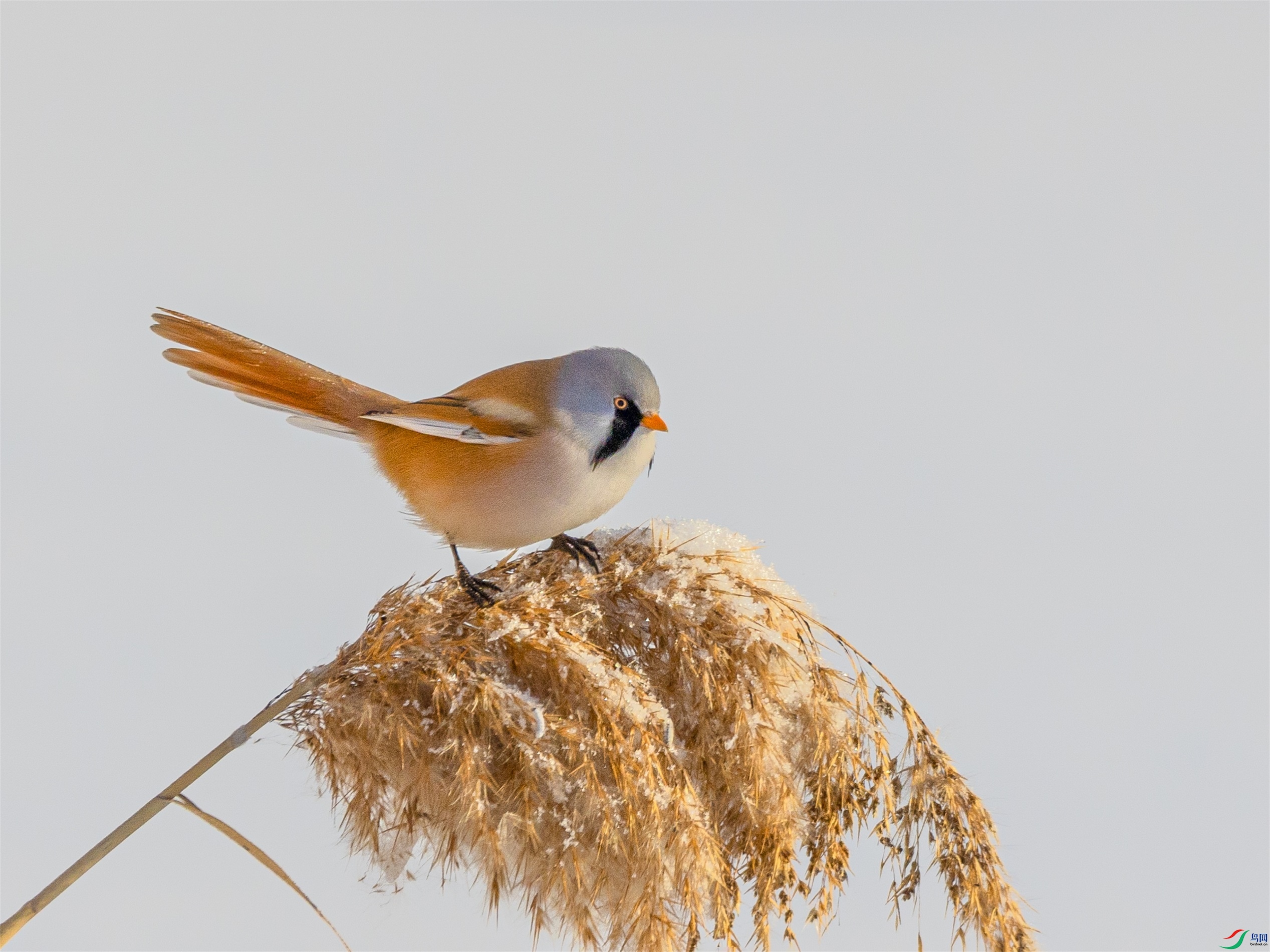 1K3A6204 ����1.jpg