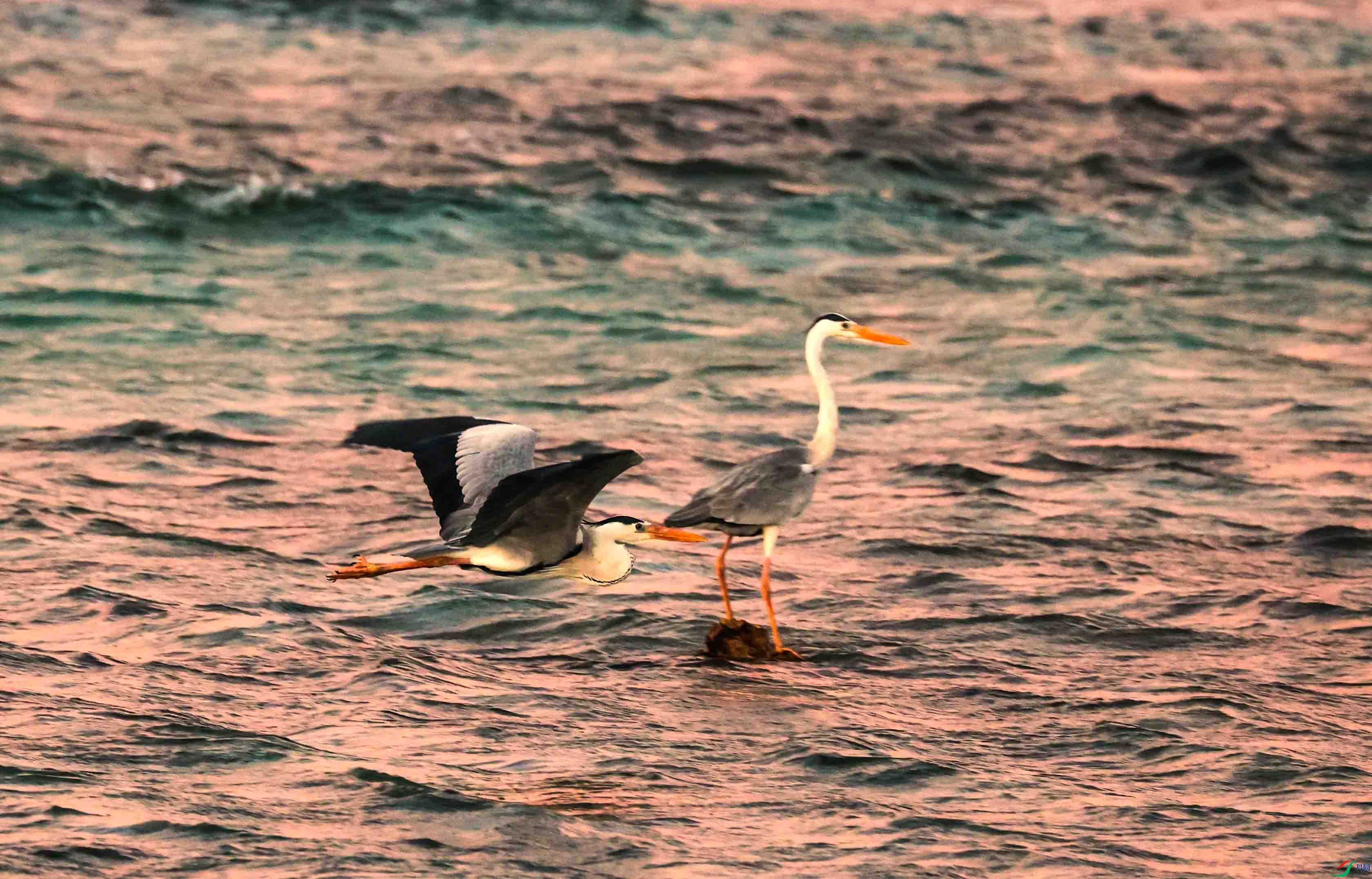 ��ֻ���� ����.jpg