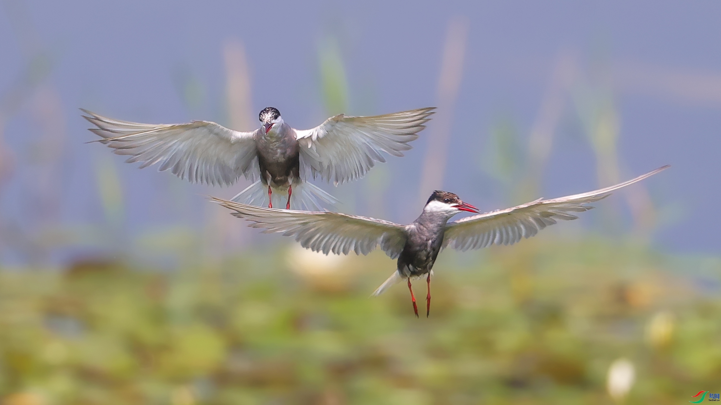 ˫չ  ���� ���� ��һ.jpg