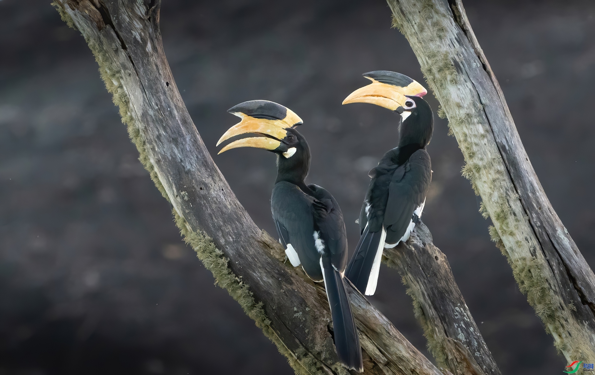 ӡ�ȹڰ�Ϭ��  ���� ����.jpg