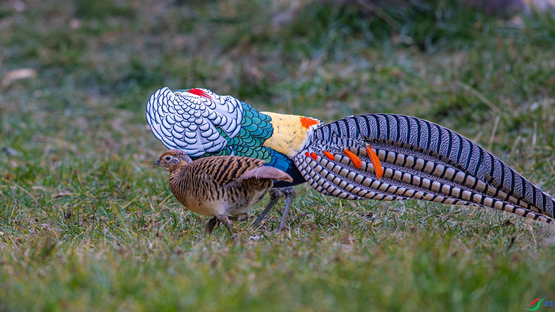 ��ż����ʱ ���� ɽɽɽ ����.jpg