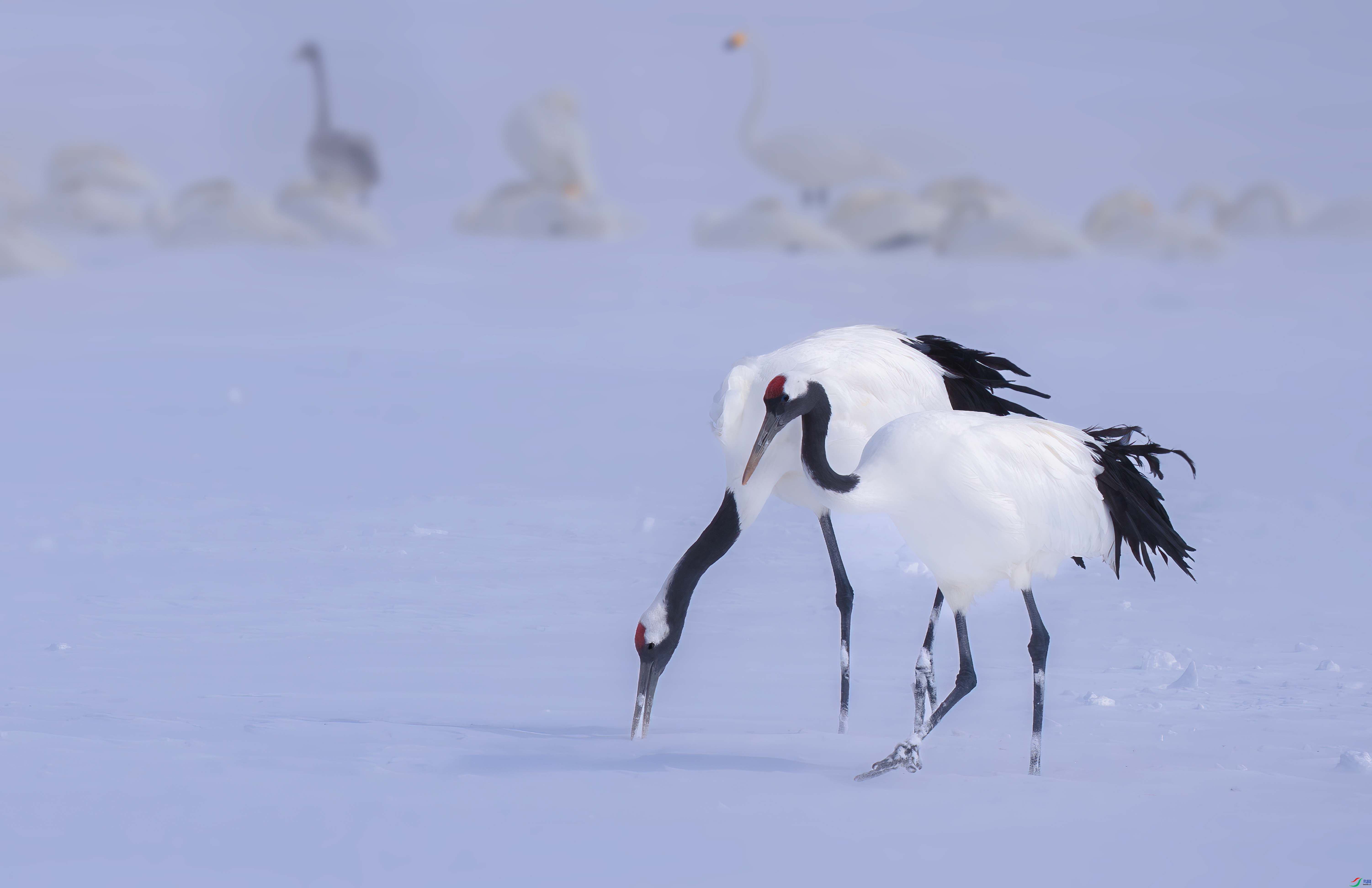 ����ѩ�� ������  ���� 춼ͷ� ����.jpg