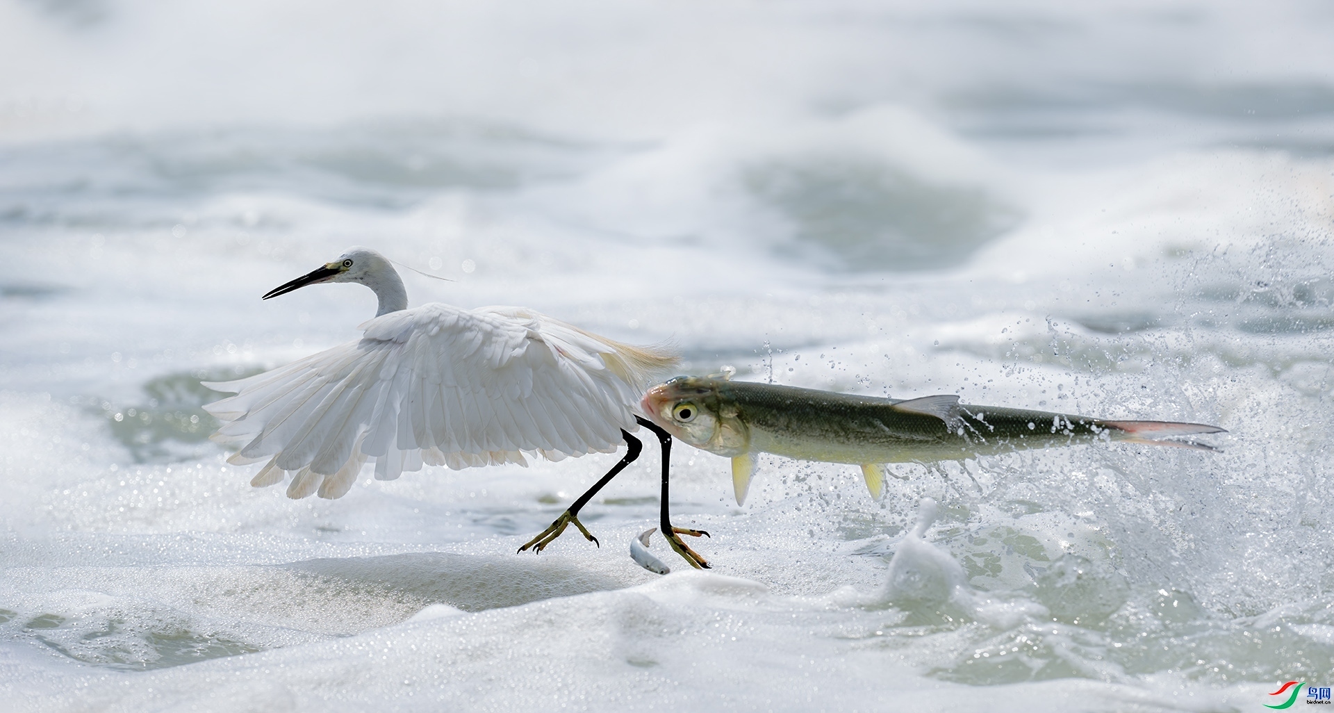 �Ķ��� ���� �������� ����.jpg