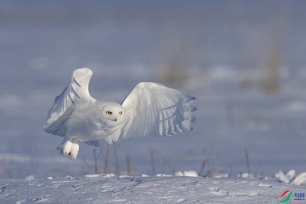 ѩ�^ ���� ���ַ� ����.jpg