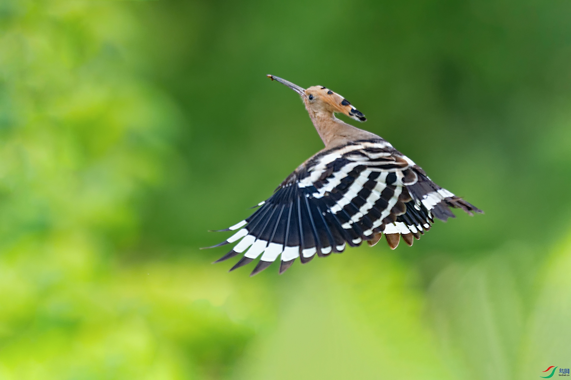 4DSC_6418_DxOa.jpg
