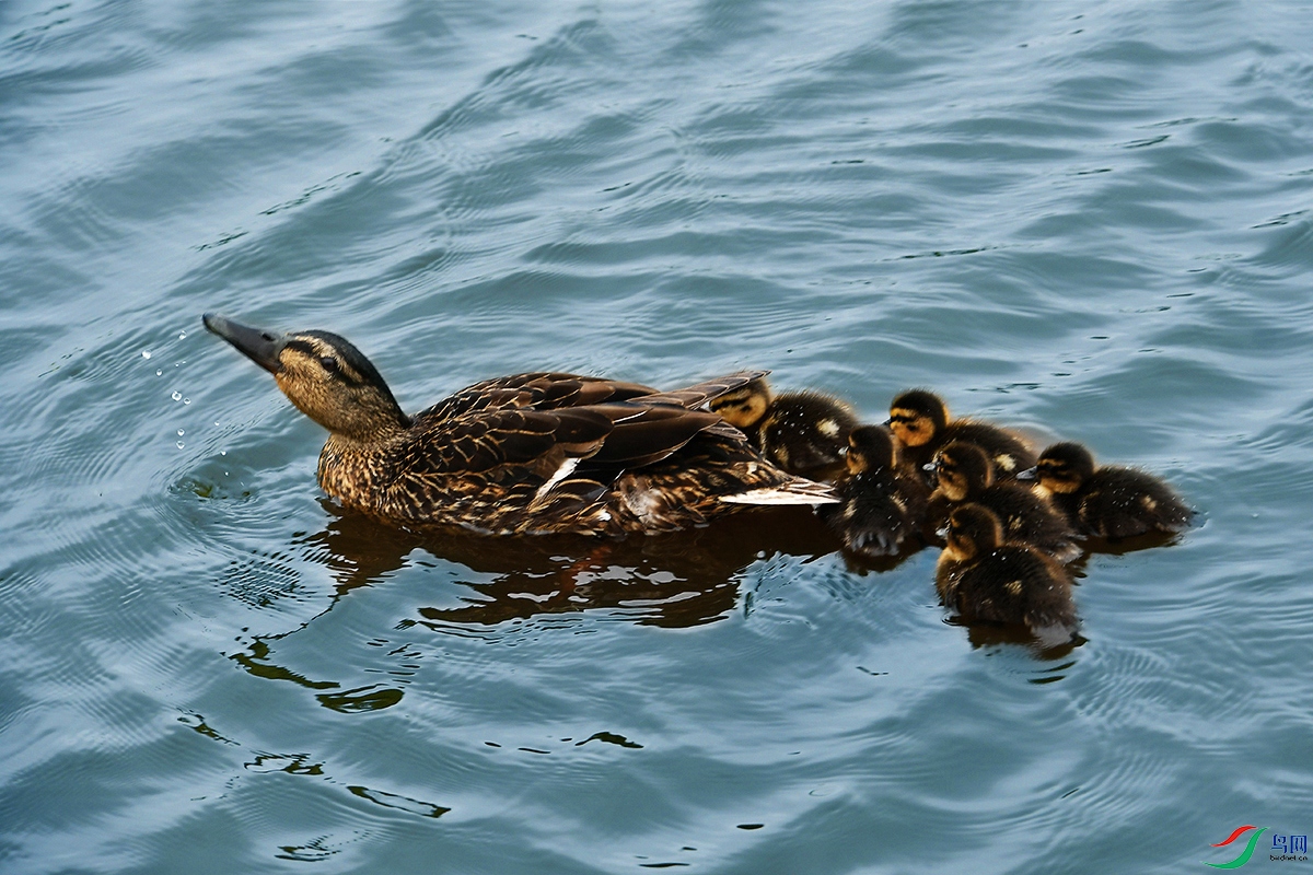 DSC_5586...JPG