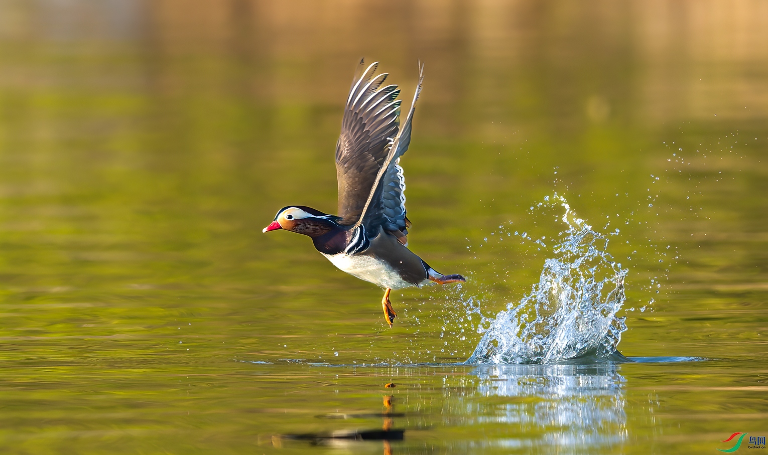 _DSC4533-NEF_DxO_DeepPRIME-1.jpg
