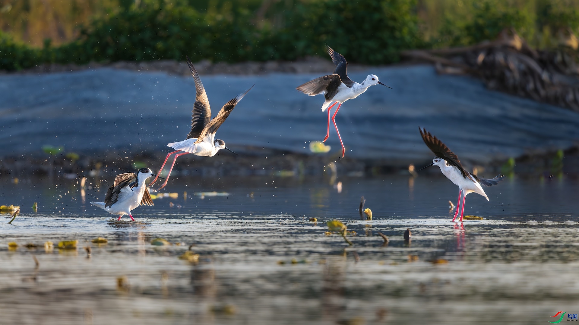 1_XXI5952-����ǿ-NR ����.jpg11.jpeg