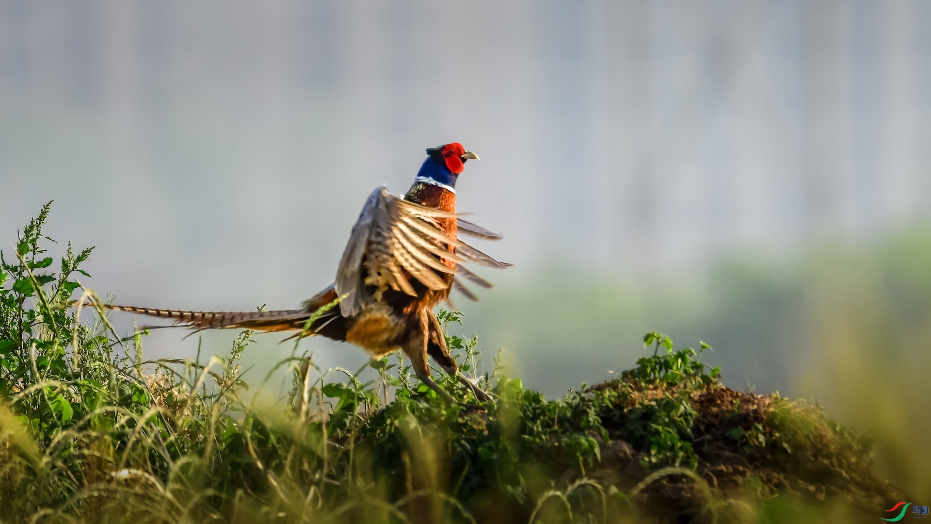 1_XXL7238 ����.jpeg