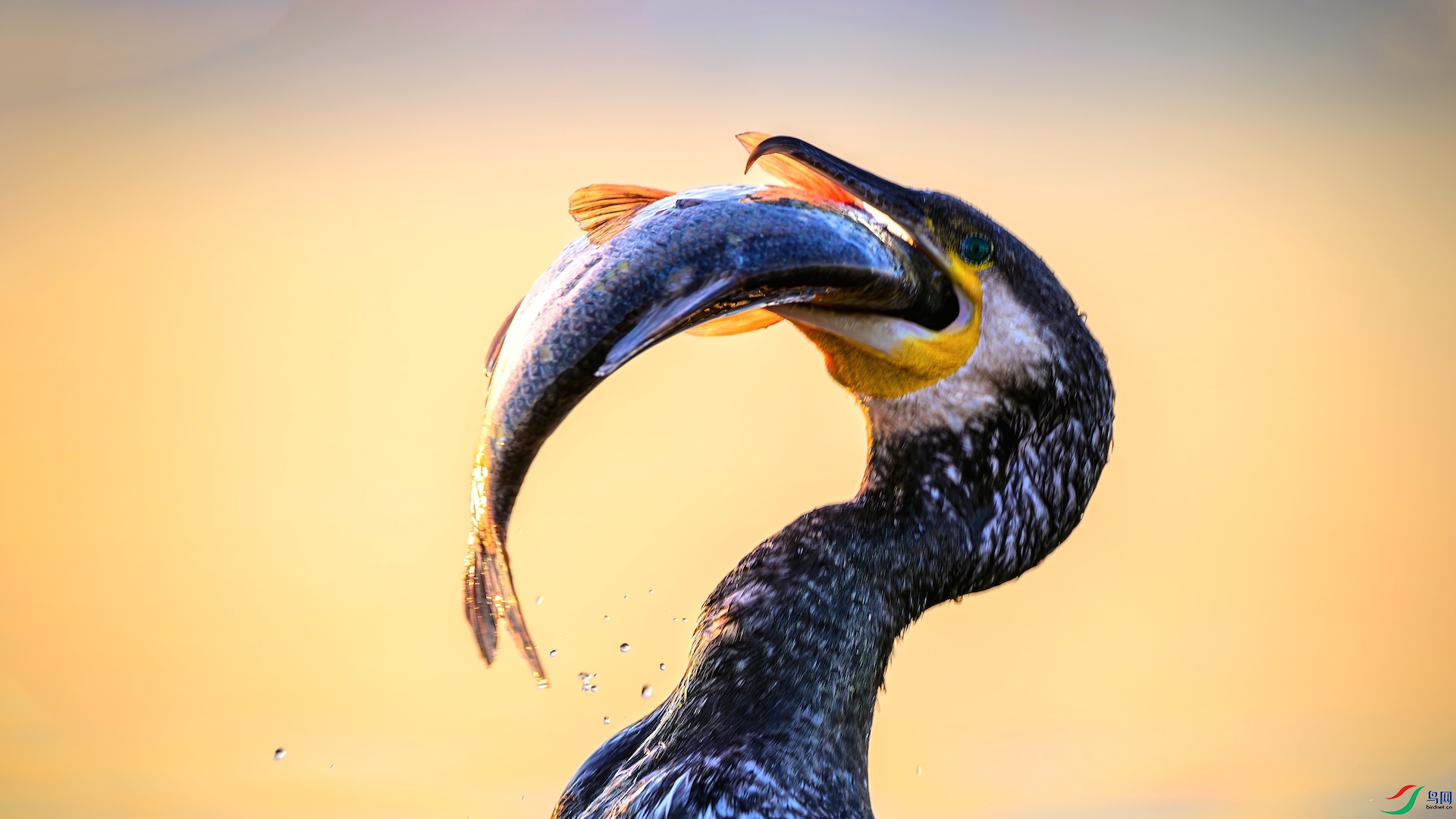 1_XXL9850-����ǿ-NR-1 2.jpeg