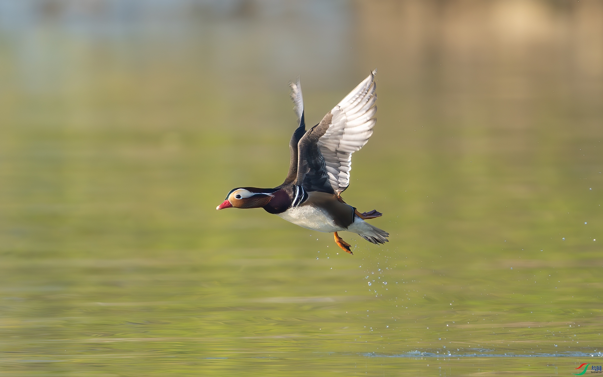 _DSC4537-����ǿ-NR-1.jpg