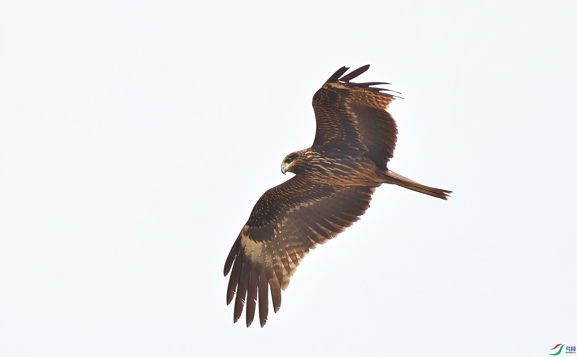 DSC_5412-Dsp.jpg