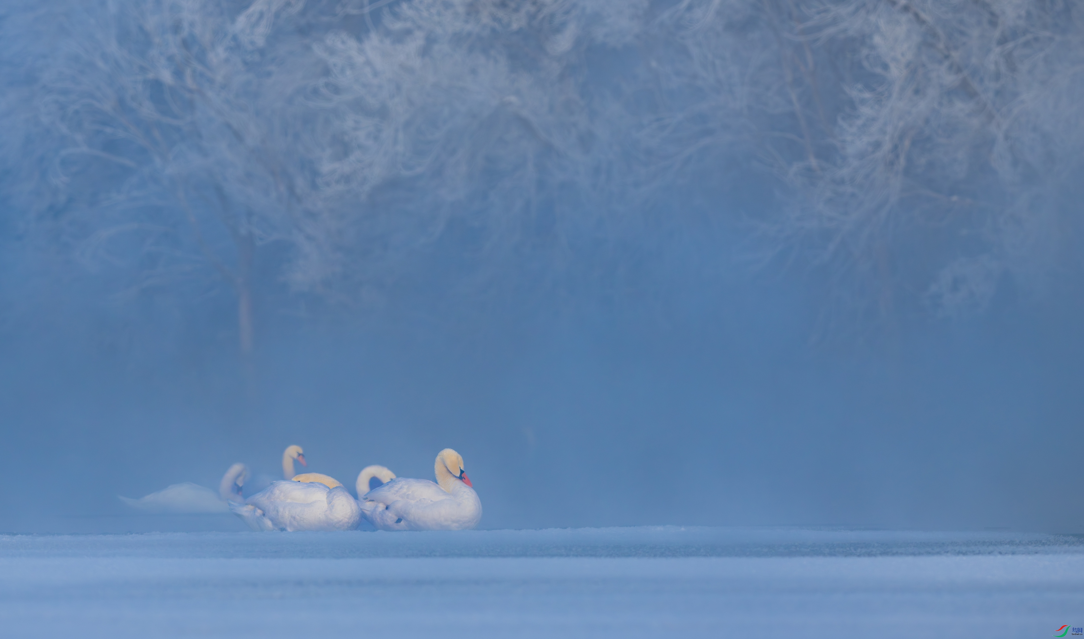 DSC_4189-����ǿ-NR-11.jpg